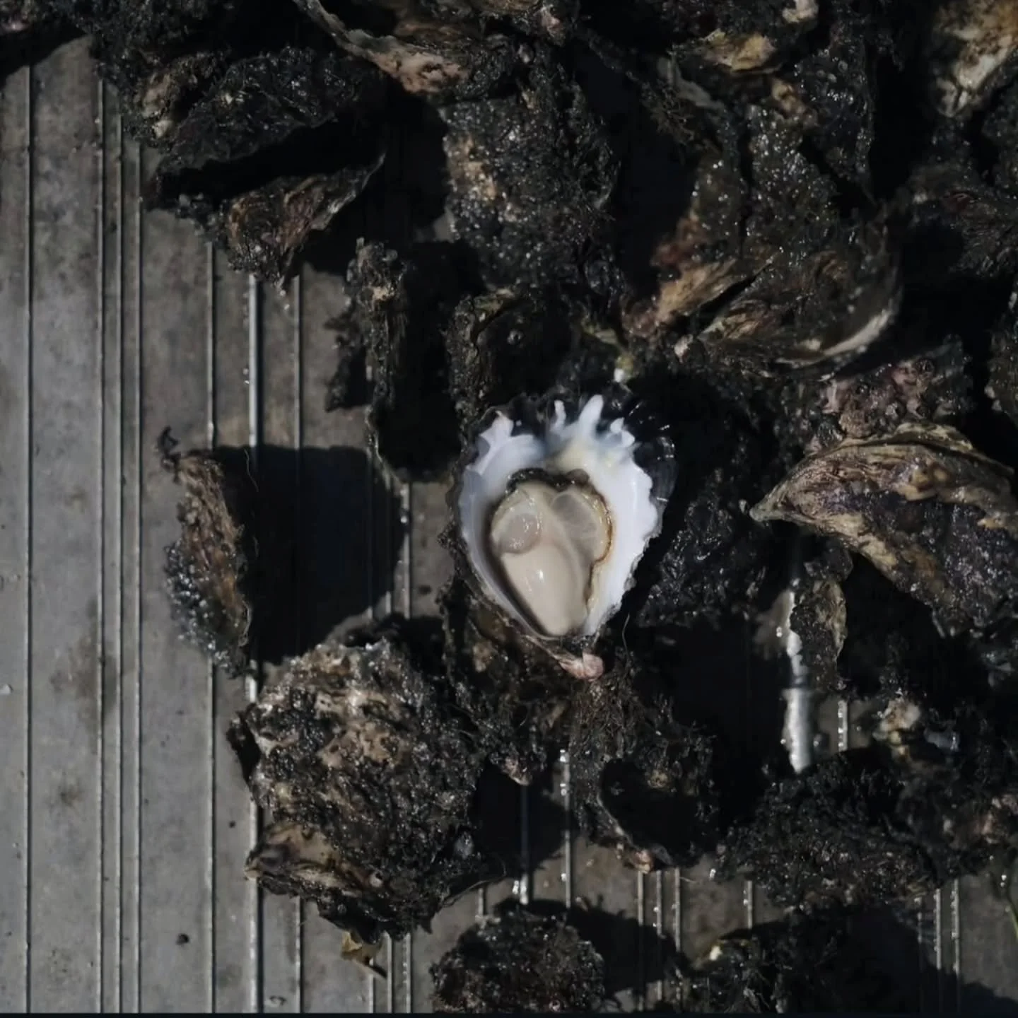 Long Weekend + NRL Grand Final = OYSTER TIME! 🏉🦪

The long weekend is here, and the NRL Grand Final is on &ndash; what better way to celebrate than with fresh oysters on the table?

Whether you&rsquo;re hosting mates, heading to a BBQ, or just soak