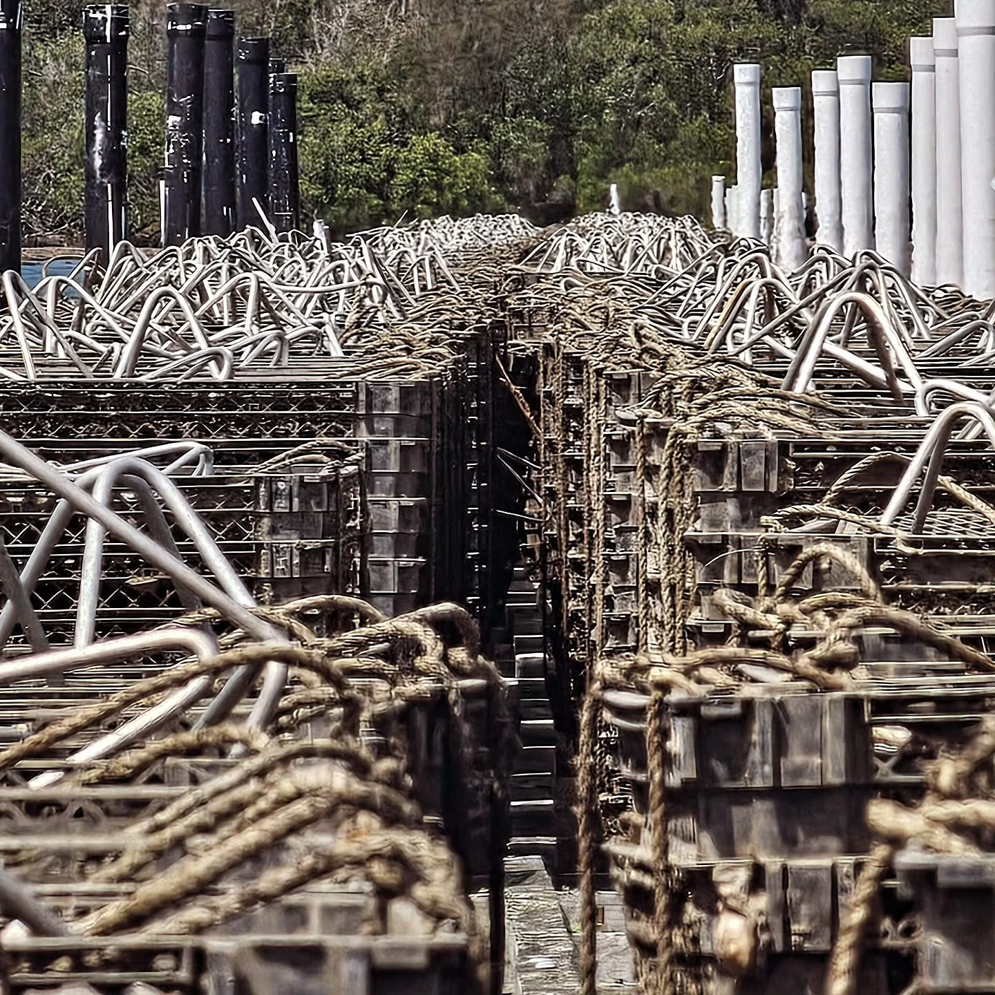 Some cultivation methods require oysters to be lifted out of the water every six weeks to air dry. This helps prevent biofouling on the shell, leaving them clean and well presented. These will be re-submerged in seven days. 
.
.
📷: Eric O'Beirne 
 #