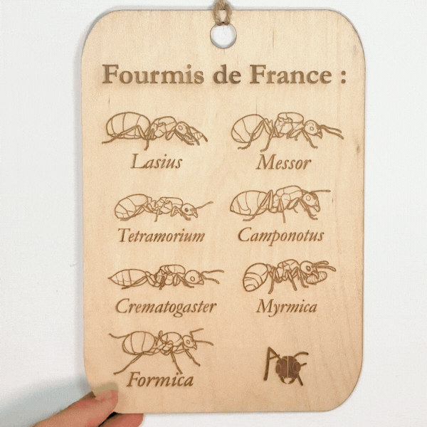 tableau fourmis de france.gif