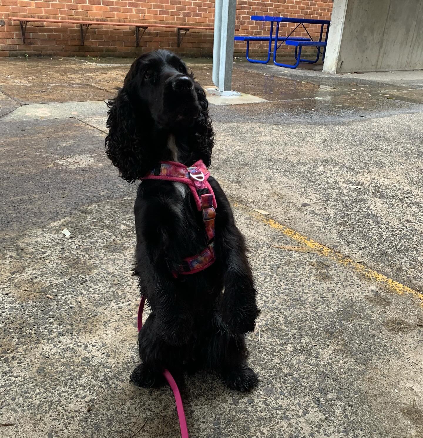 Hello everyone ! We have sorted out a venue (Kempsey Racecourse) and dates for our older dog training classes (scent work classes will be next) !

Classes will run by the school term, however before asking you to commit to a full term with us, we hav