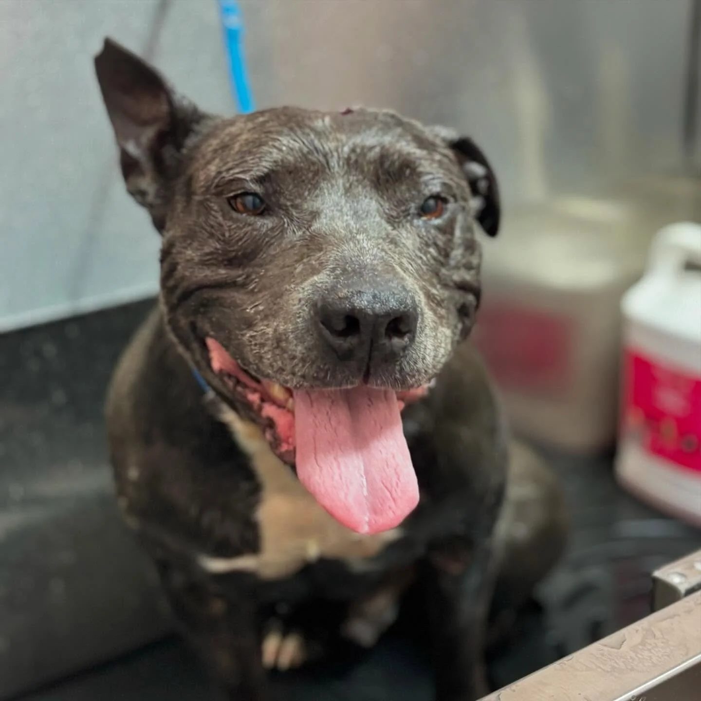 Mr Franki 🥰🥰 

#dogsofinstagram #dogsofkempsey #dogsofsouthwestrocks #doggrooming