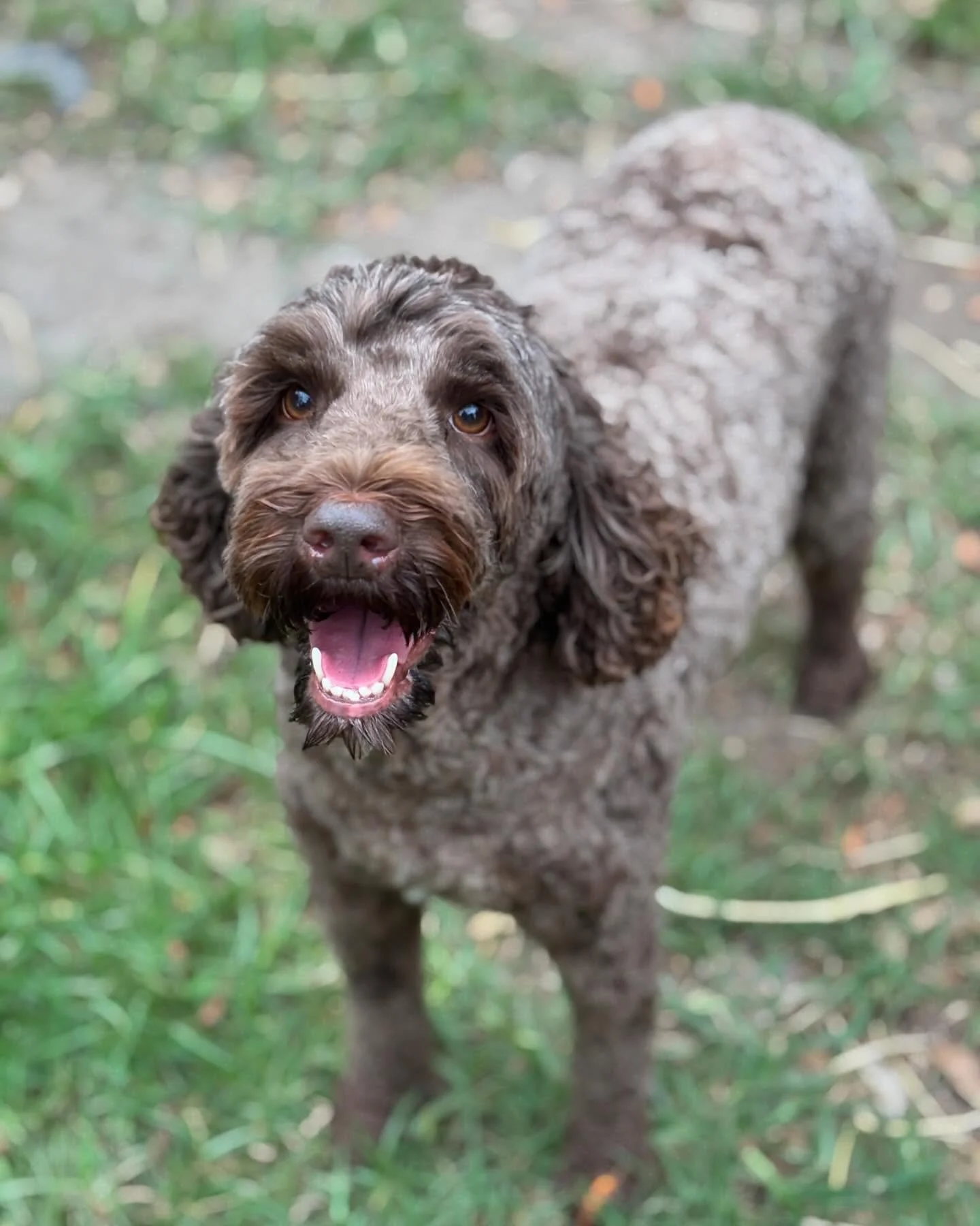 Welcome Coco and Cinder 🥰 #dogsofinstagram #doggo #labradoodle
