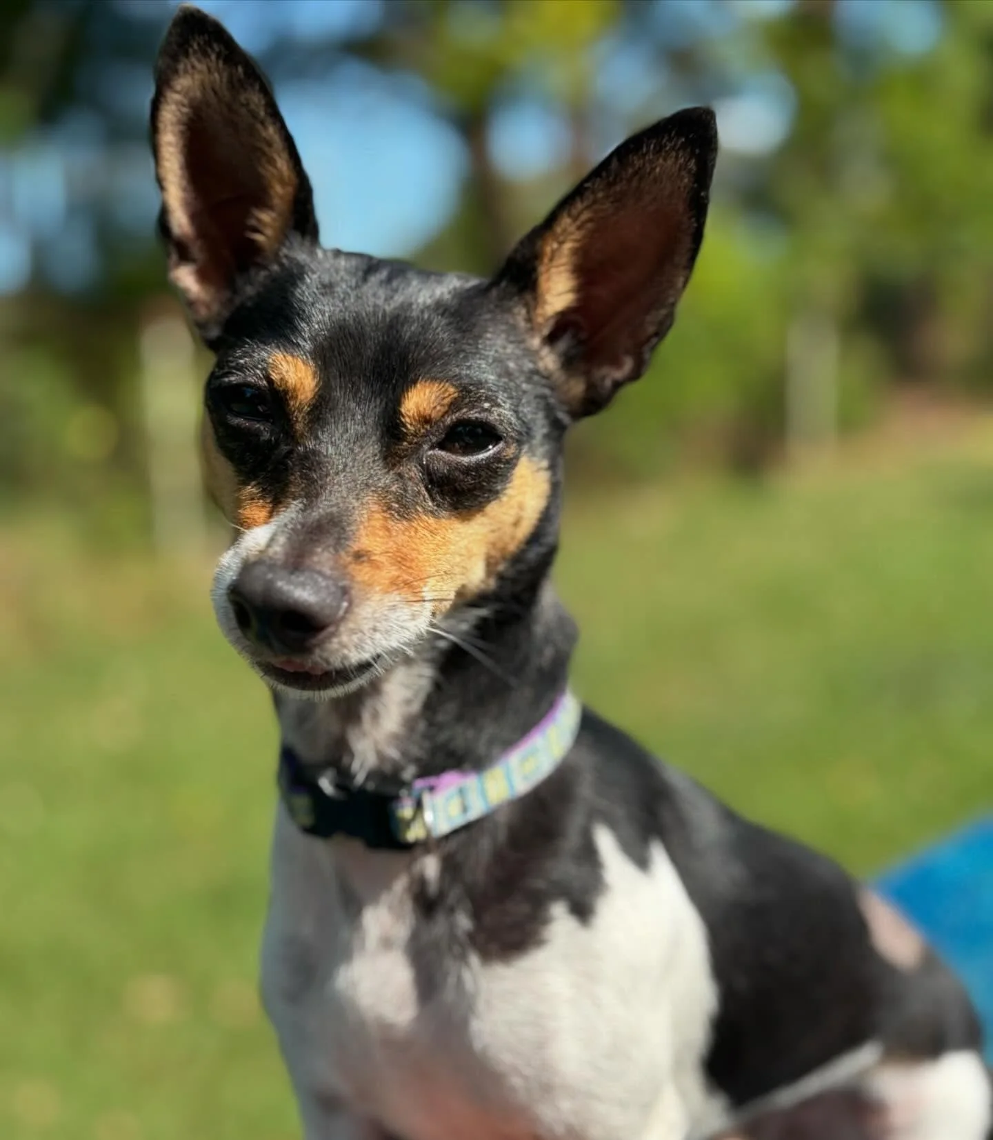 Welcome Zeb ! Looking forward to spending Christmas with you 🥰 #dogsofinstagram #doggo #dog #happydog #kempseydogs #dogsofmidnorthcoast