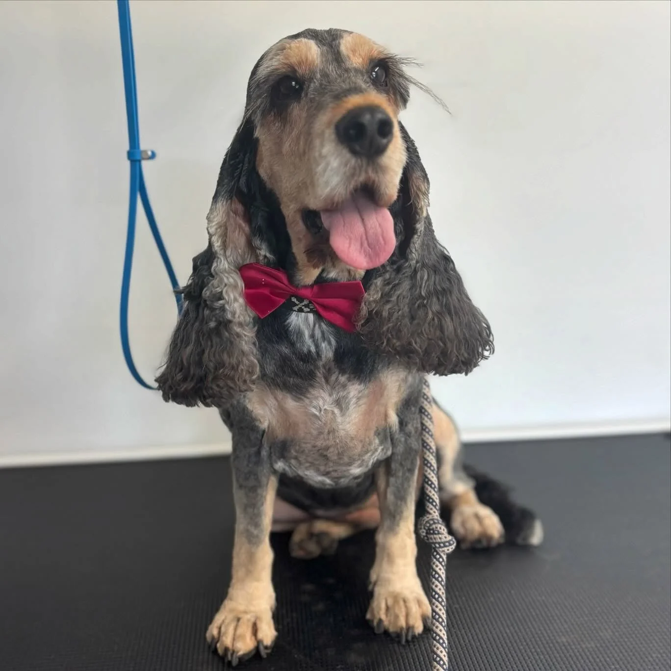 Lovely little Mini came in for a clip today 🥰🥰 #dogsofinstagram #cockerspanielsofinstagram #happydog #doggrooming #southwestrocks #dogsofmidnorthcoast #dogsofkempsey