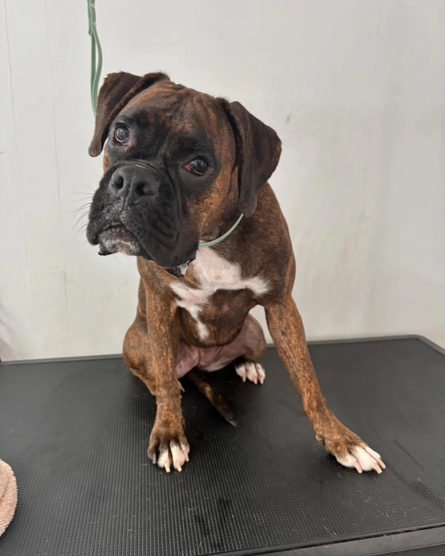 Lovely Booboo after her wash and deshed 🥰🥰

#dogsofinstagram #doggo #dog #boxer #boxersofinstagram