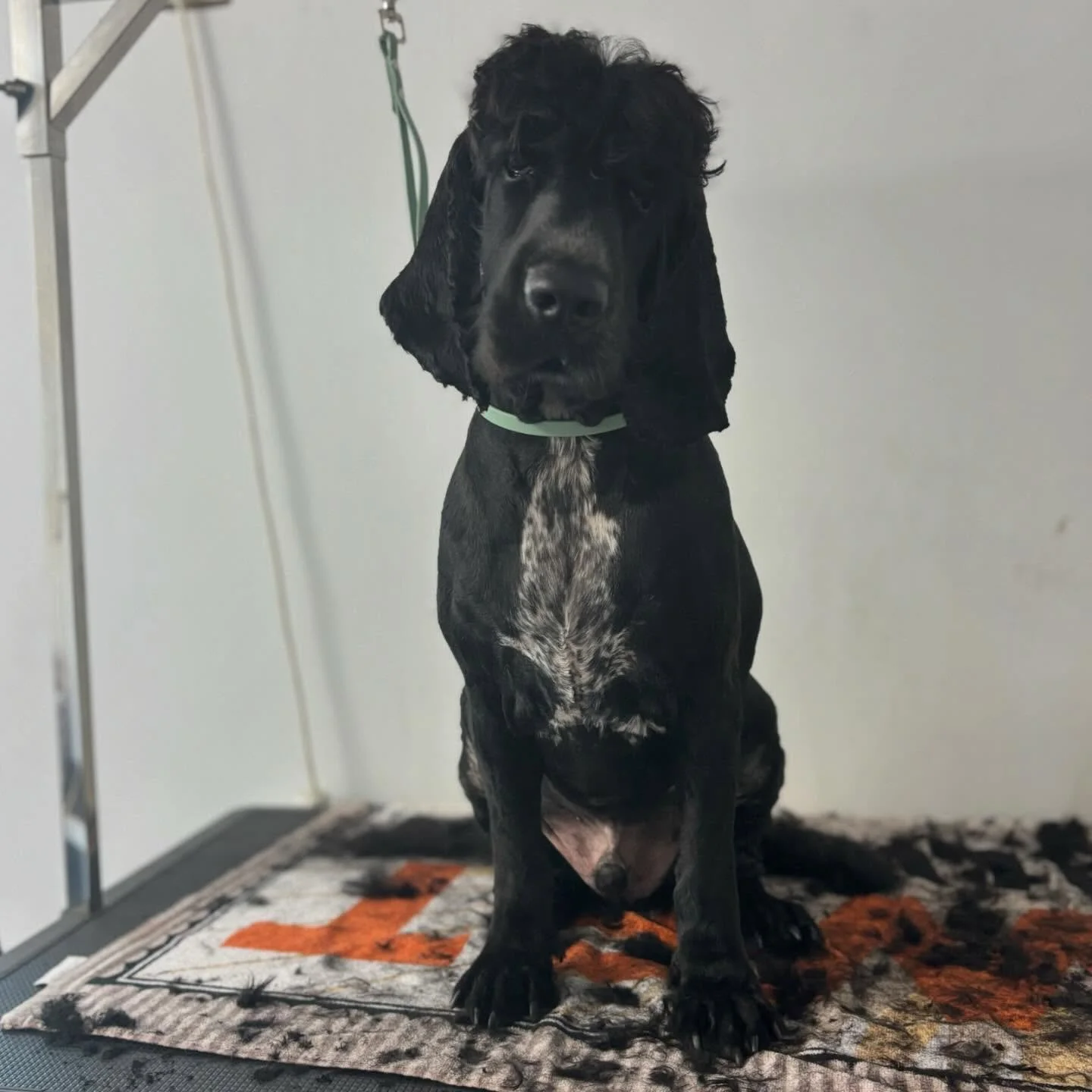 Jambo, what a dude 😂🥰 #dogsofinstagram #cockerspanielsofinstagram #cockerspaniel