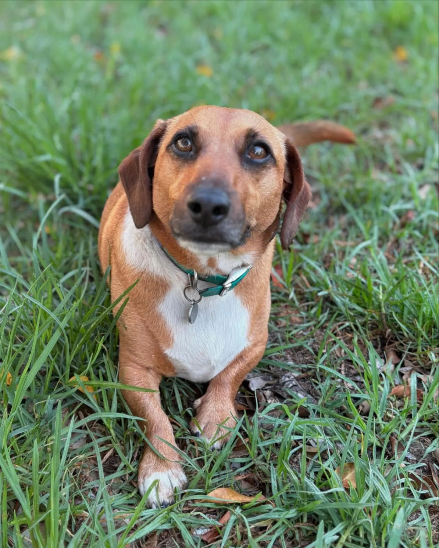 Sorry we haven&rsquo;t posted much lately ! Things have been really busy !! Here are some of our recent boarding visitors: Otto, Otis, Lucy, Zeb, and Coco 🥰 We are on a boarding break right now, but all set to take boarders over the Easter break 😁?