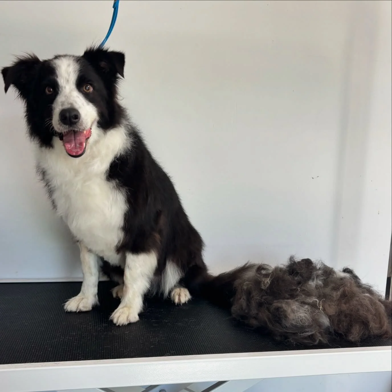 Bailey came in for a deshed today &mdash; feeling a bit lighter now ! 🥰🥰 #dogsofinstagram #dog #bordercollie #dogdeshed #doggroom