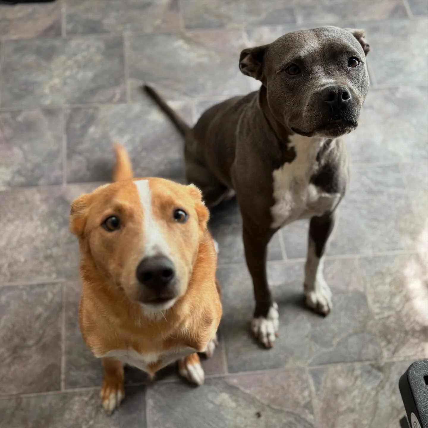 Benji and Macy, the cutest pair 🥰🥰🥰 #dogsofinstagram #doggo #staffysofinstagram #kelpiesofinstagram
