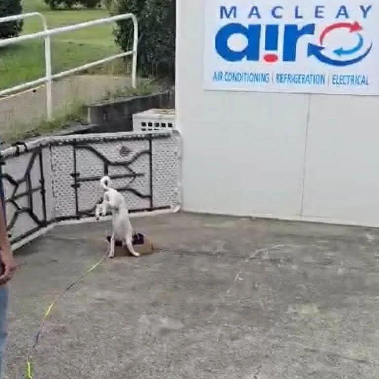 Poppy kicking off (literally!) our first nosework class today in style ! 🥰🥰🥰 #dogsofinstagram #jackrussel #happydog #nosework