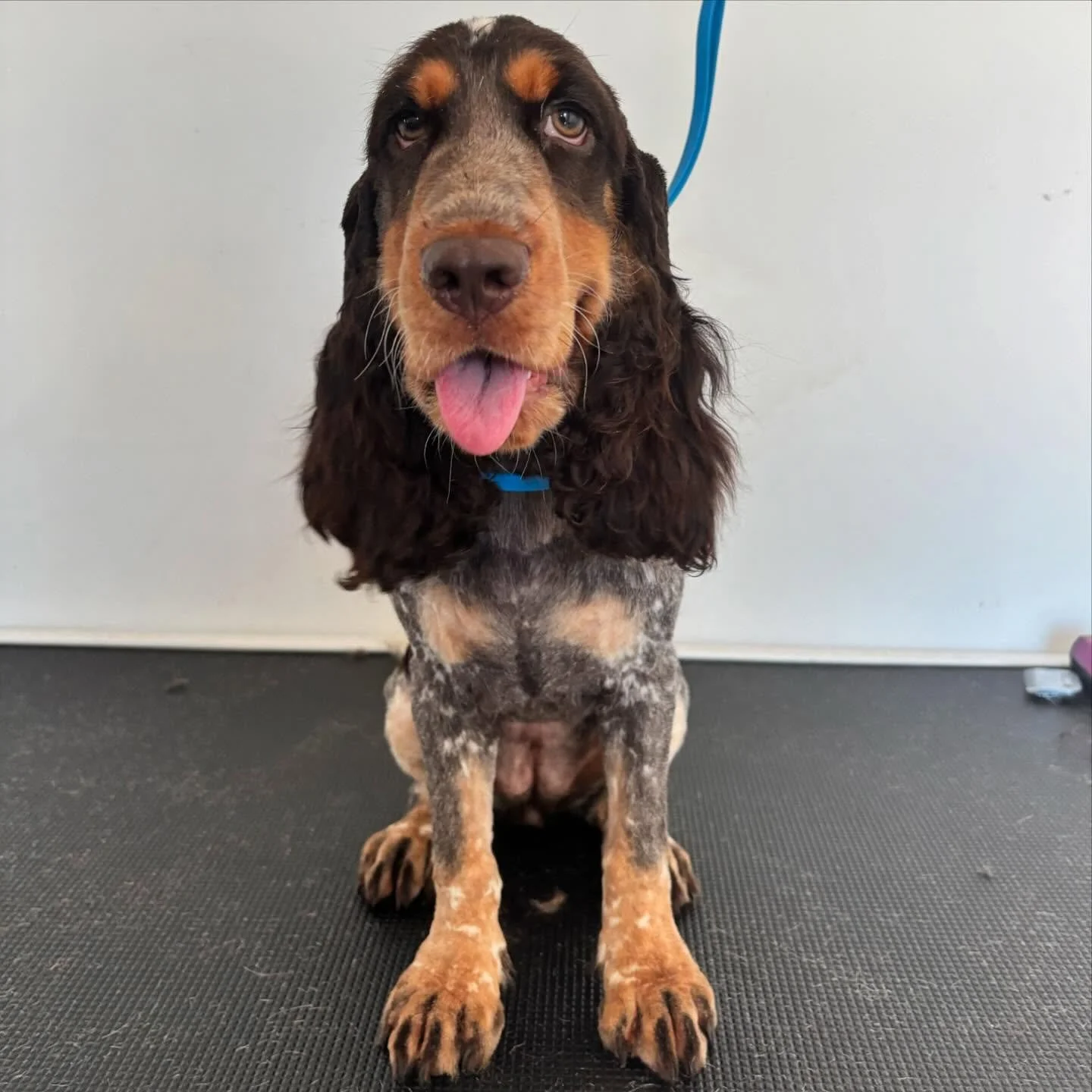 Little Bubbles&rsquo; turn on the table today 🥰🥰 #dogsofinstagram #cockerspaniel #happydog #midnorthcoast
