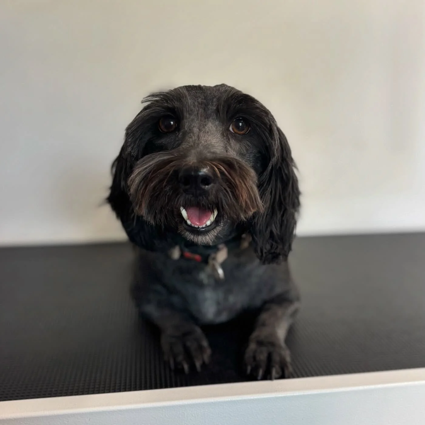 Miss Zoe 🥰🥰🥰 #dogsofinstagram #doggo #dog #shitzu #daschund