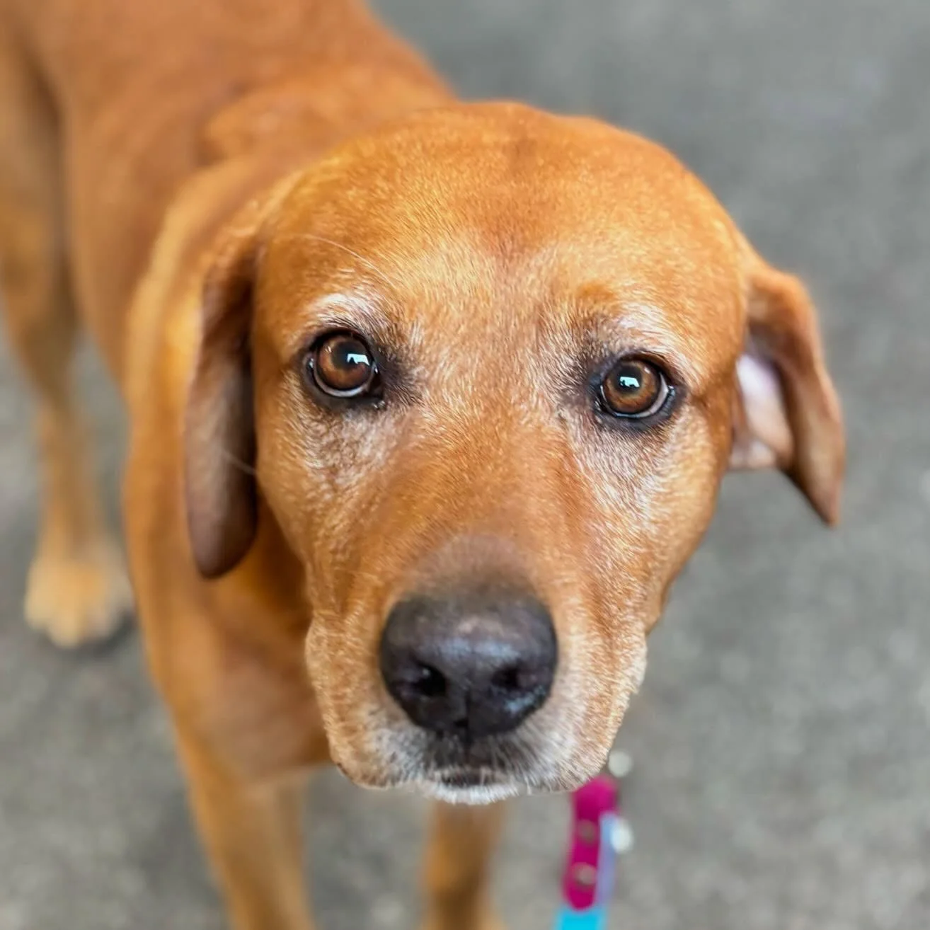 New classes have been added ! We have:

🔴 Dog skills term 2 &mdash; Sunday mornings, suitable for dogs 16 weeks and over, join any term, no prerequisites, Kempsey
🟠 Beginner&rsquo;s K9 Nosework &mdash; Tuesday evenings, suitable for dogs 6 months a