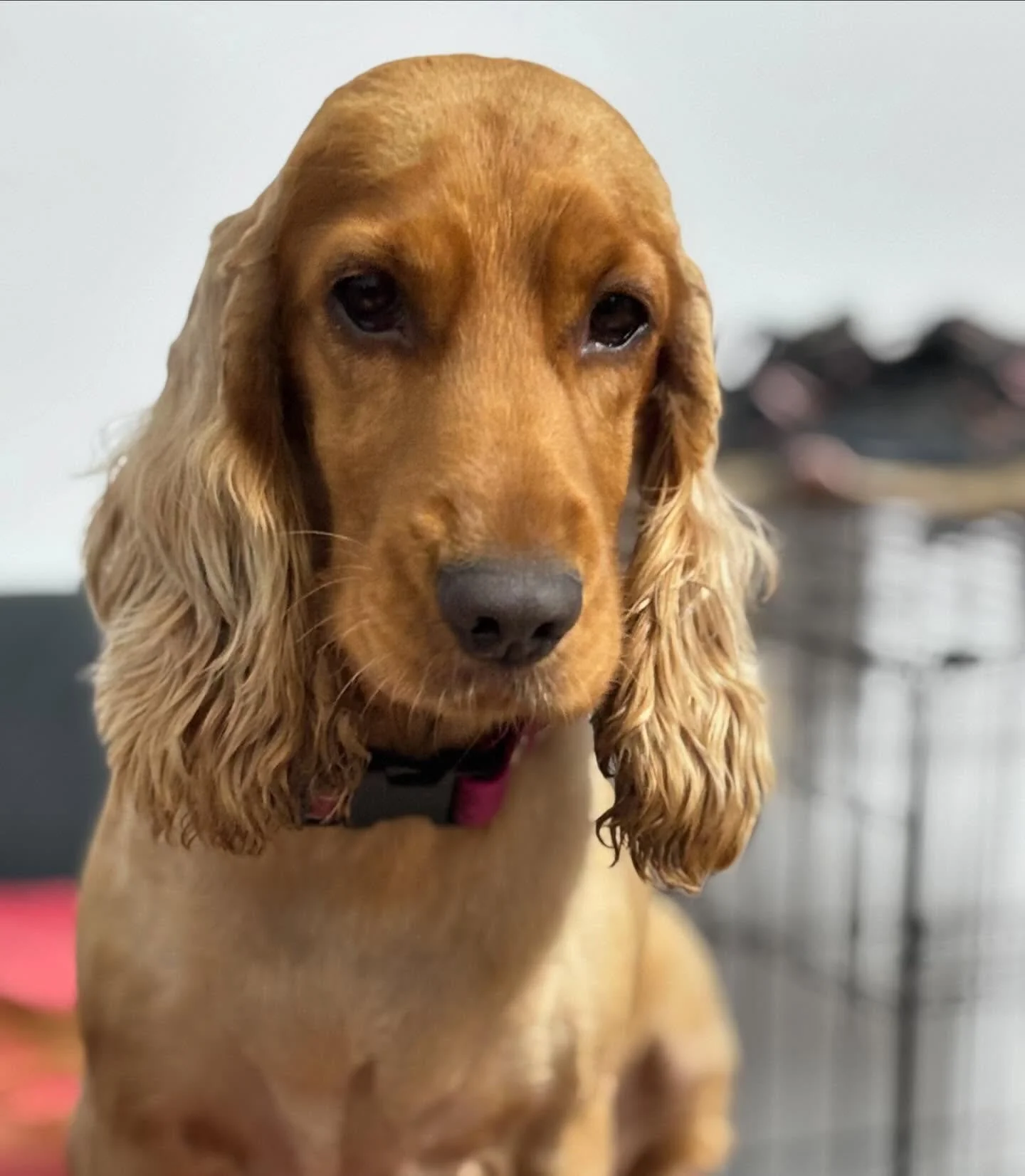 Every dog knows they are the best dog in the world, and none of them are wrong. That being said, here is the face of the best dog in the world 🥰🥰 #cockerspaniel #ivy #happydog