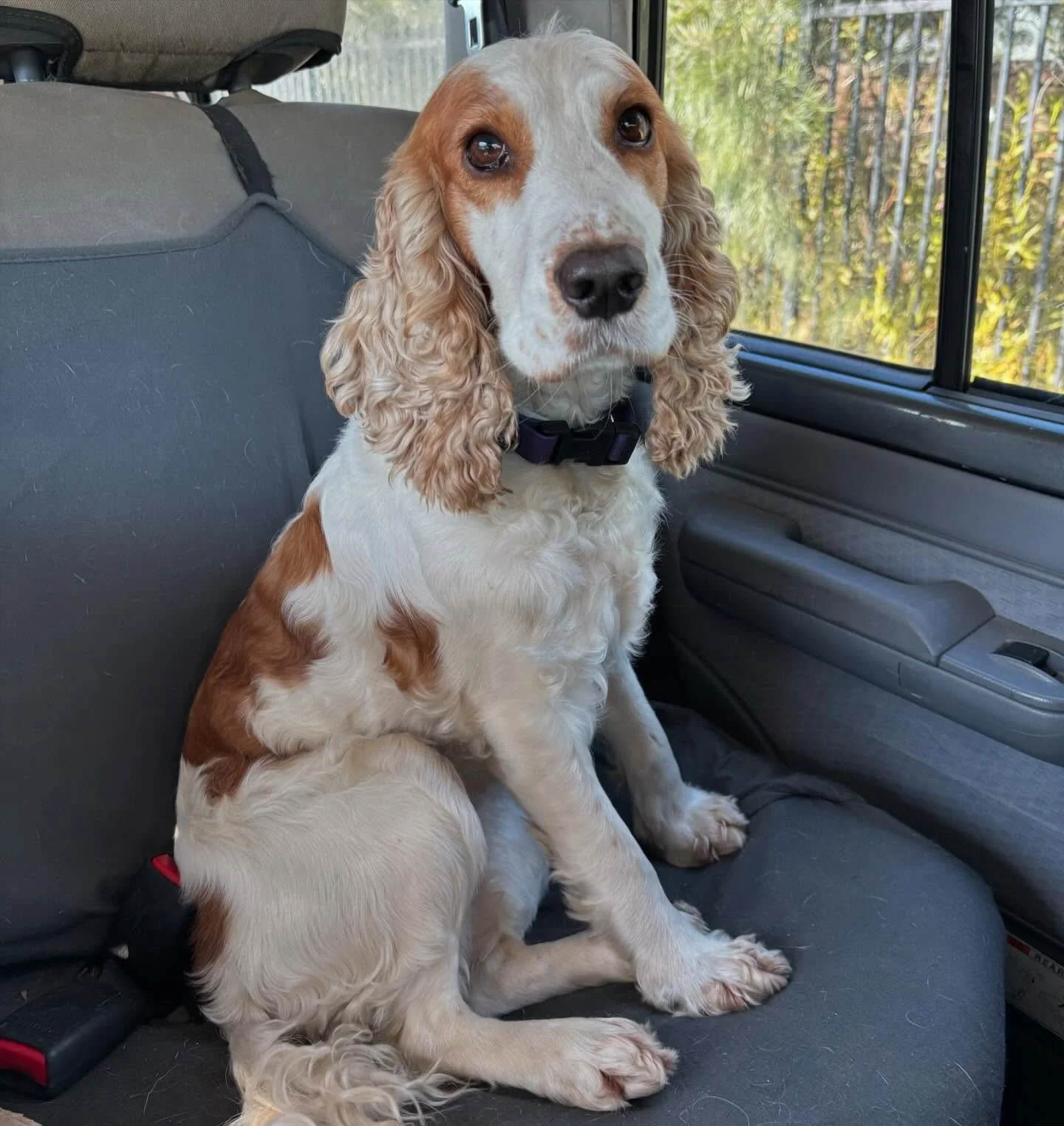 Somebody is very excited for a fun morning of nosework with her mum 🥰🥰 #kempseydogs #scentwork #nosework #happydog #cockerspaniel