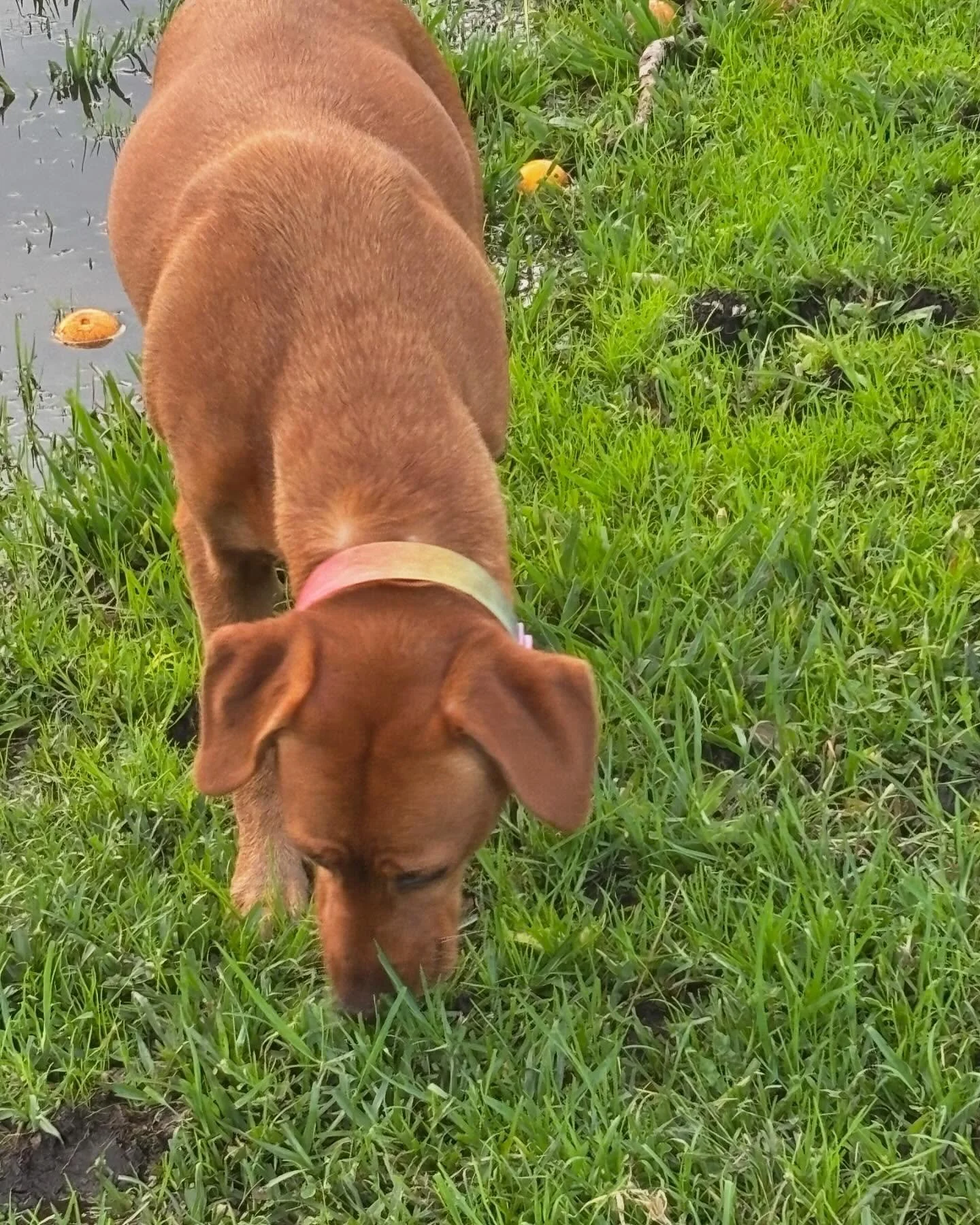 Would anybody like a space in our Beginner&rsquo;s K9 Nosework course starting tomorrow evening in Kempsey ? I&rsquo;ve just had someone pull out with her two dogs 🙃 6pm at Kempsey showground, $150 for the course. Thanks !