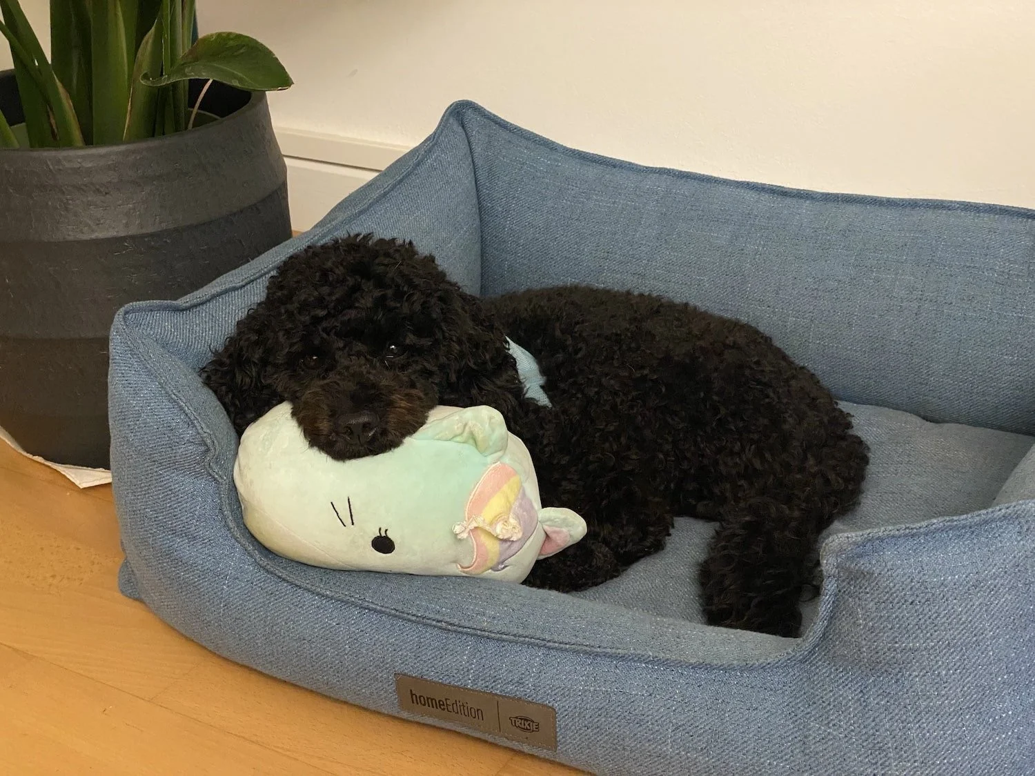 Pudel Teddy