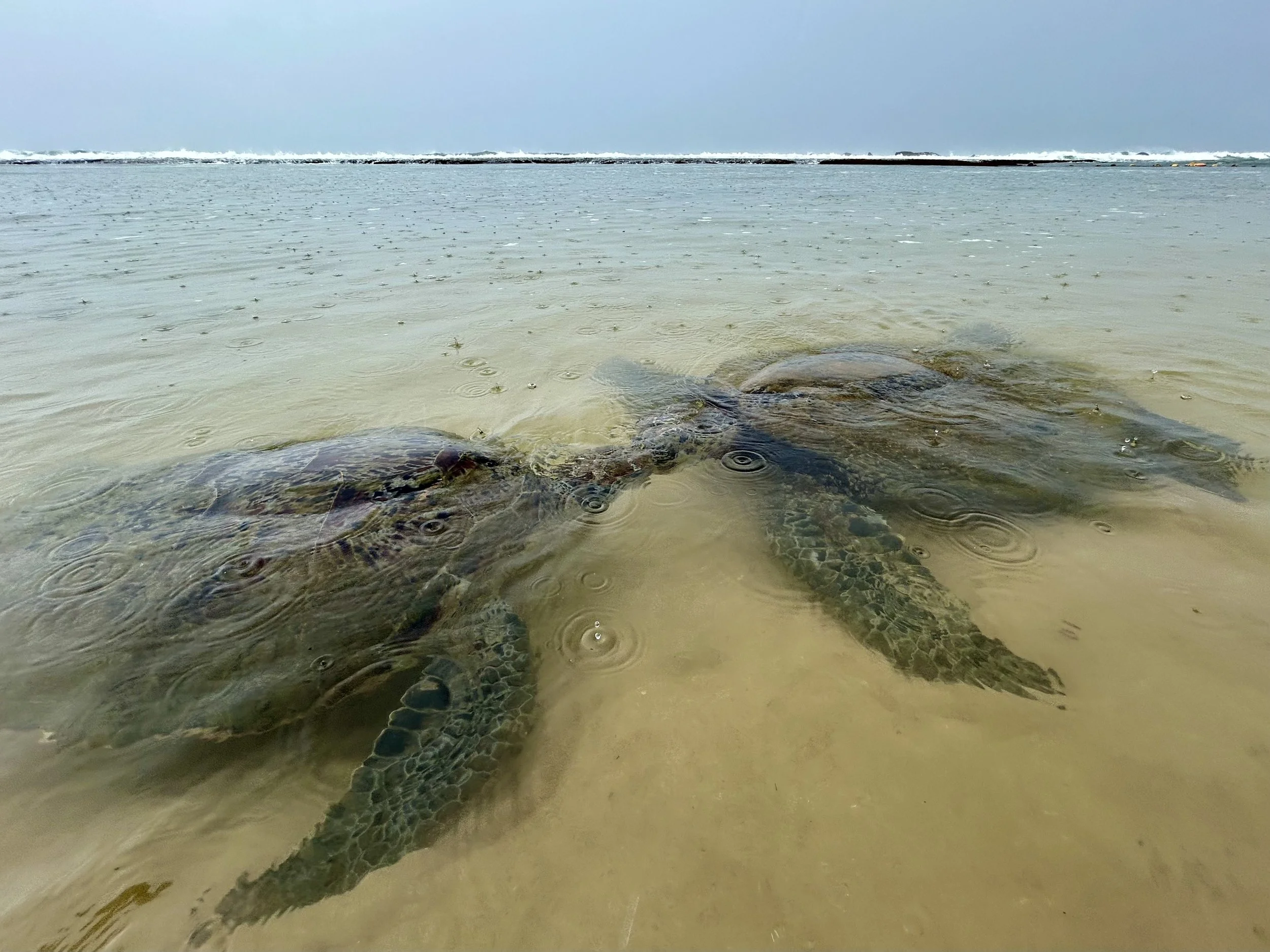Turtles in southern sri lanka