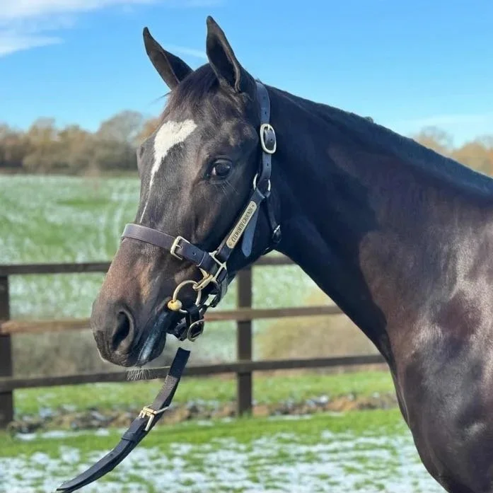 No Fun Winning Alone syndicate horse Echo That who is in training with Pat Owens in Newmarket