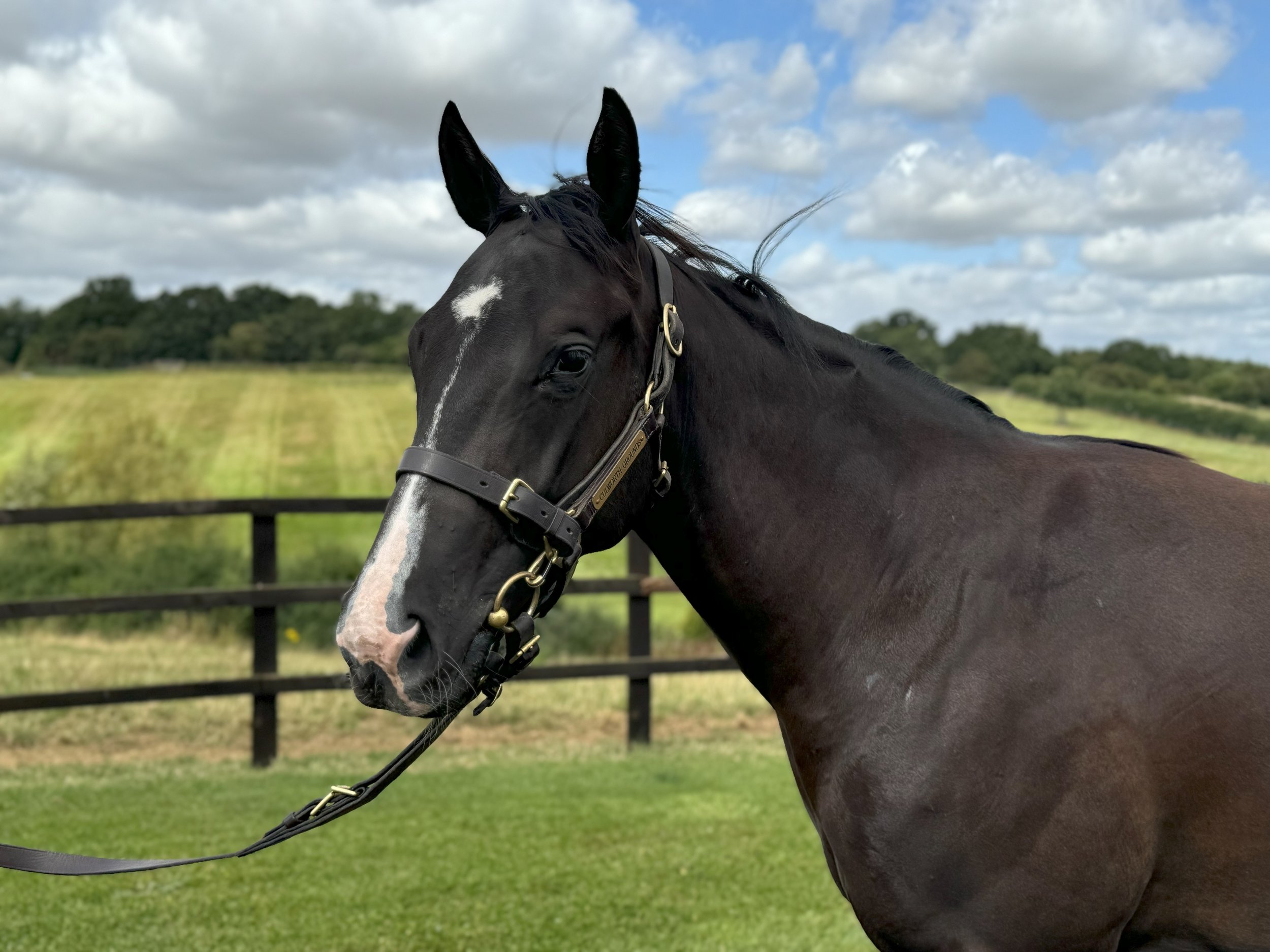 No Fun Winning Alone Syndicate horse Loleeta who is in training with Stuart Williams