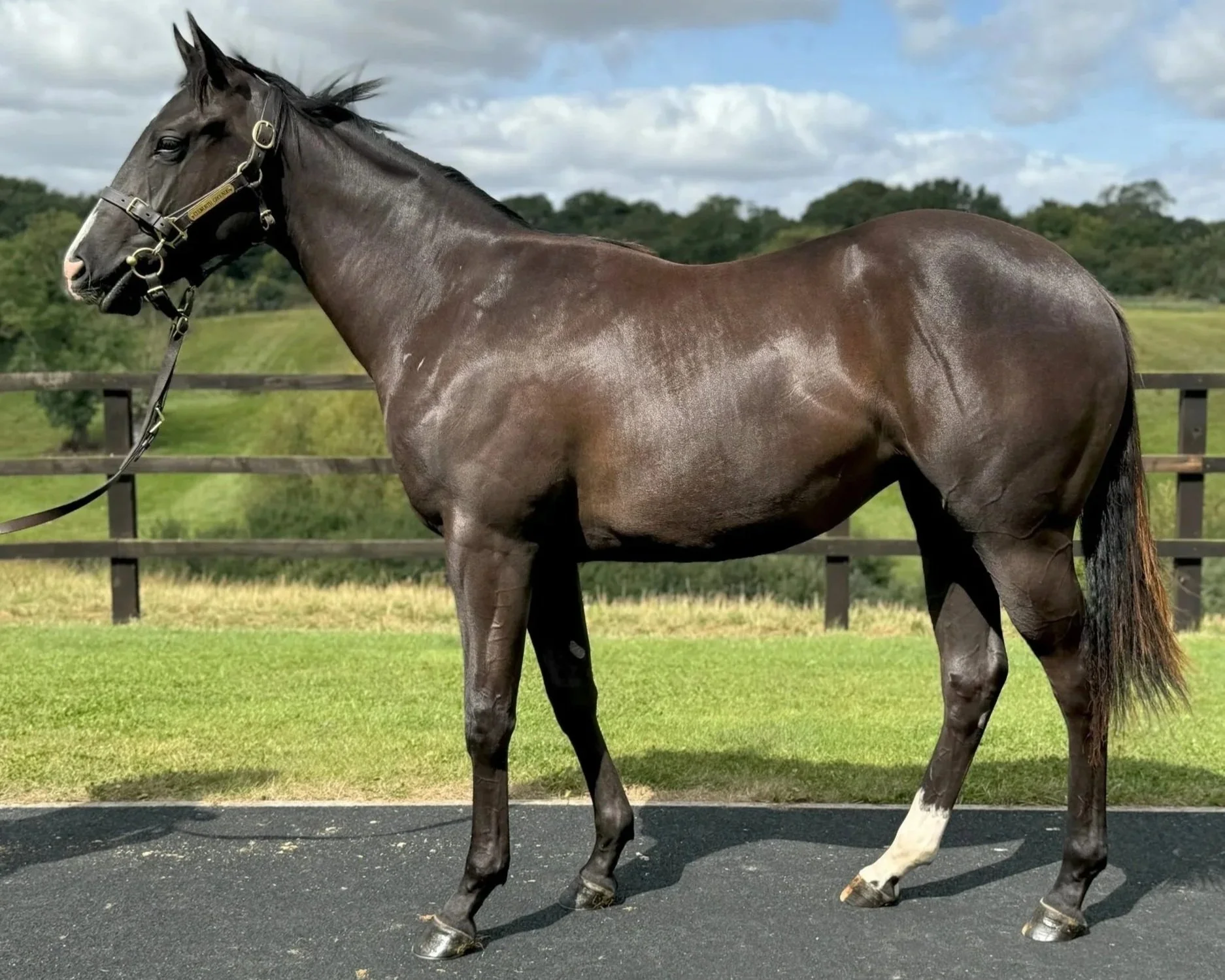 Loleeta standing, after she and Due Destiny had their first run of the season for the No Fun Winning Alone Syndicate