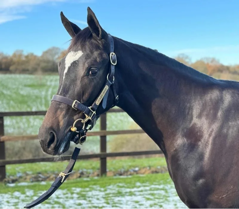 Discover our syndicate racehorses, Due Destiny, Loleeta and Echo That who run for our winning syndicate