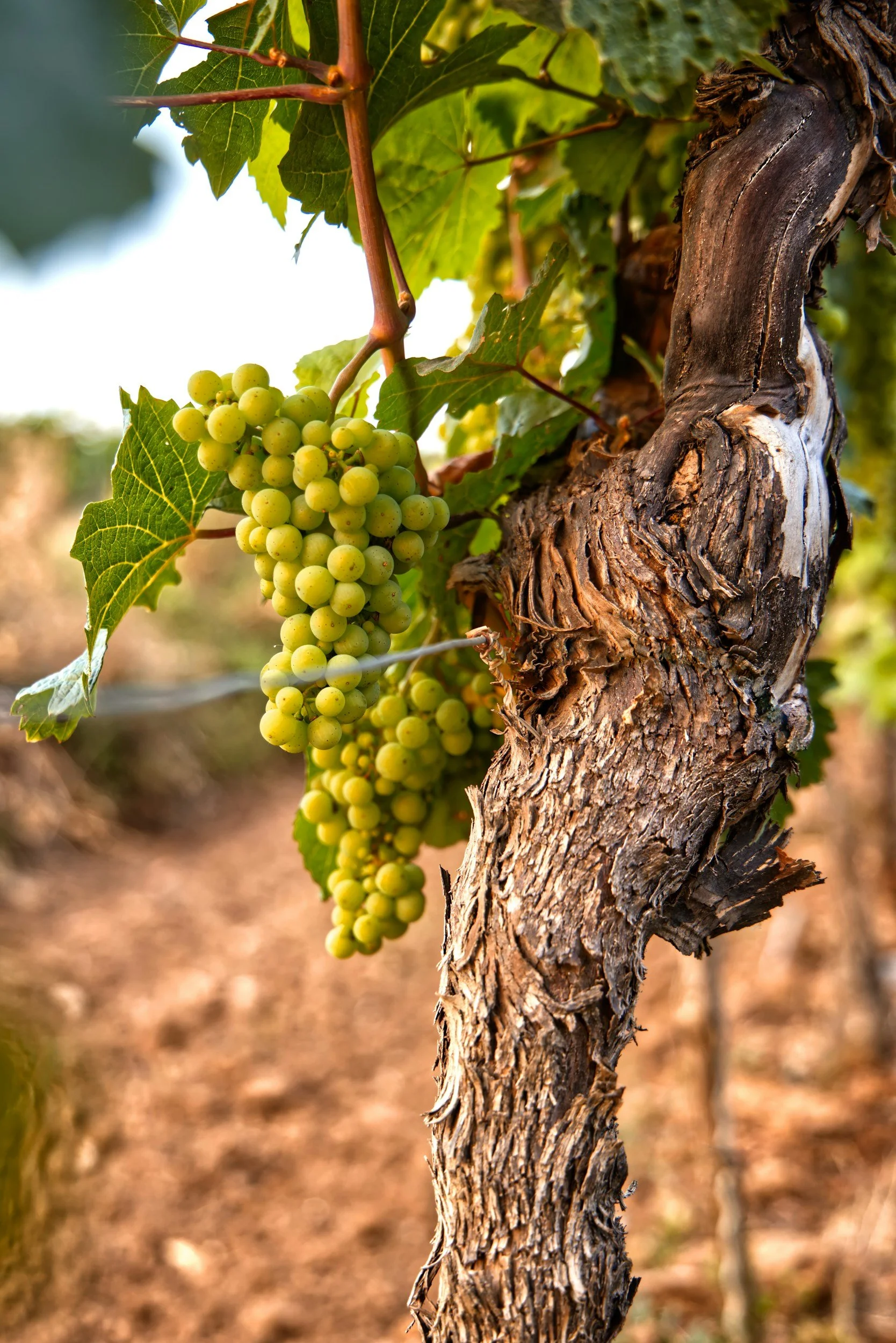 A close-up of a bunch of green grapes hanging from the vine with a gnarled tree trunk and green leaves nearby, in a vineyard setting.