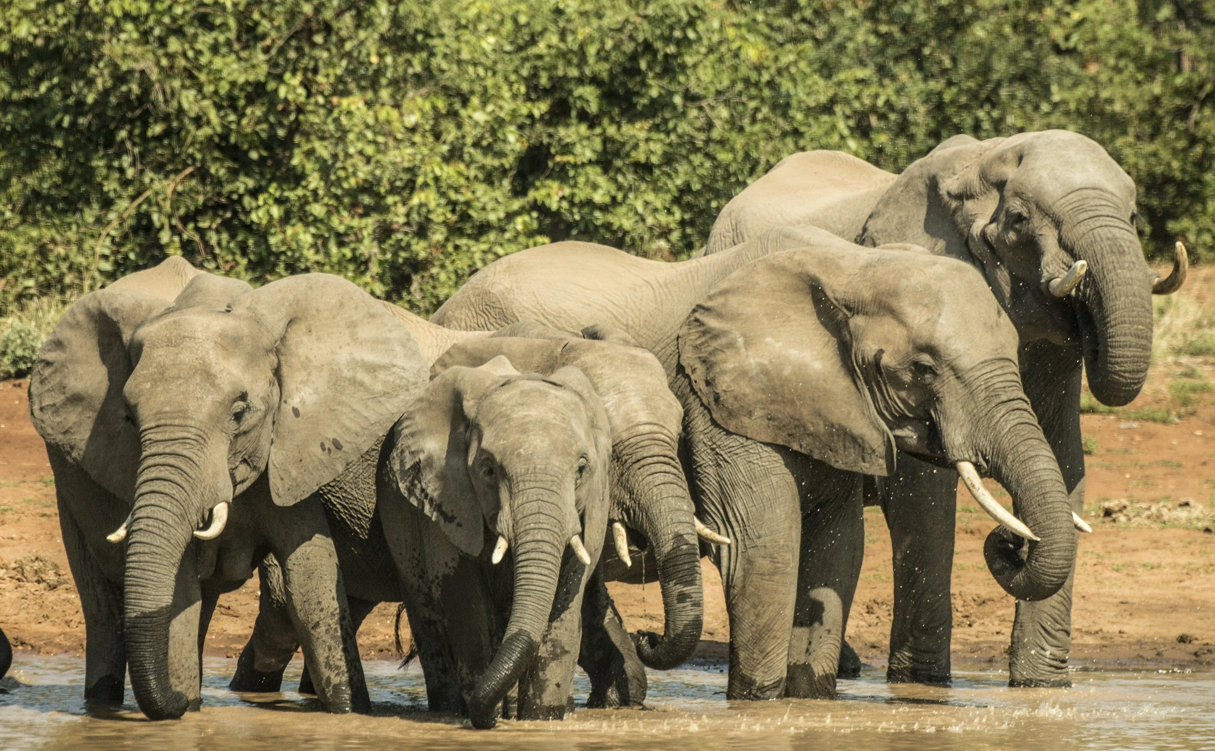 A group of elephants standing in water with green foliage in the background.