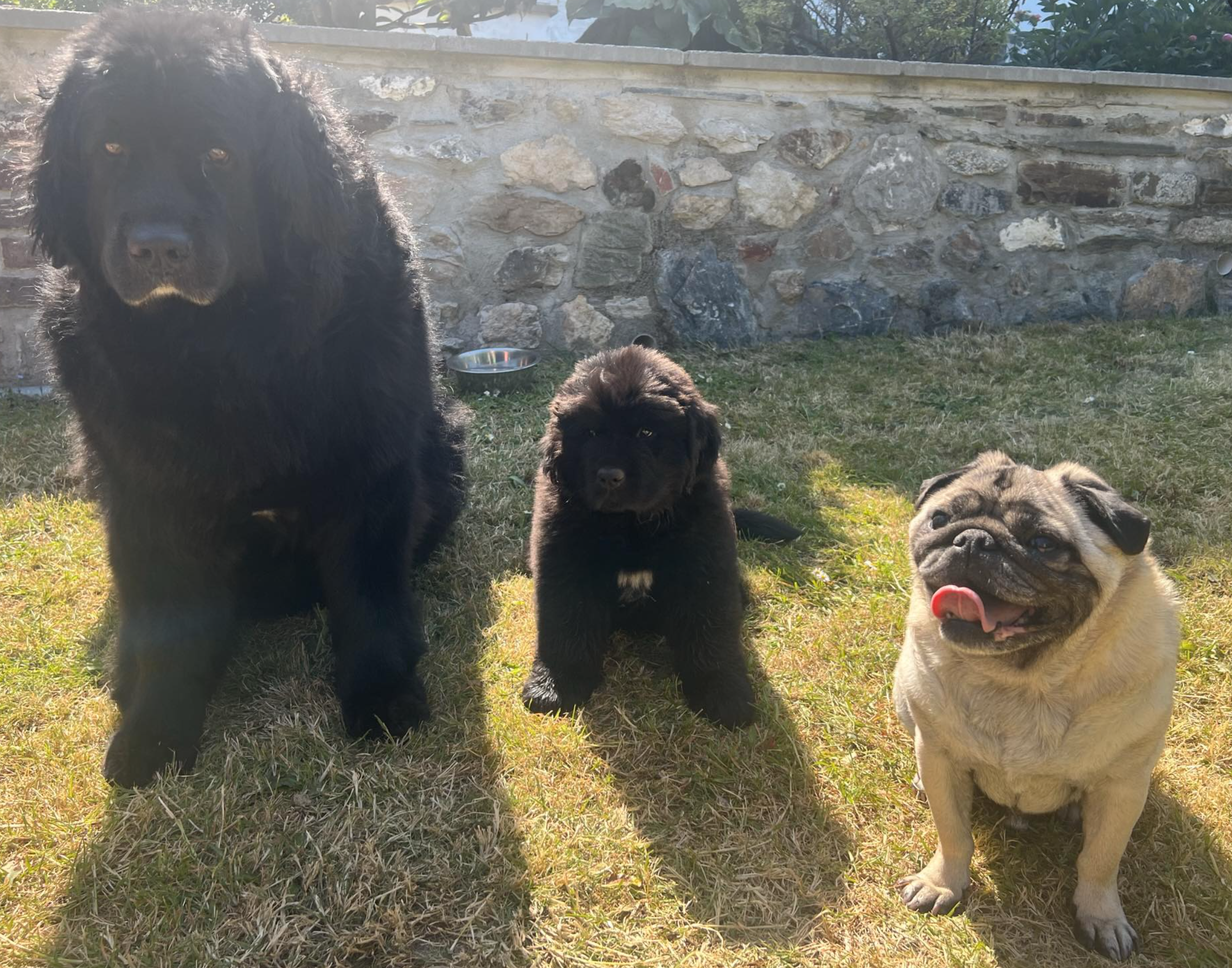Three dogs sitting on grass in front of a stone wall. A large black dog on the left, a smaller black dog in the middle, and a fawn-colored pug with its tongue out on the right. Sunlight shining from behind, casting shadows.