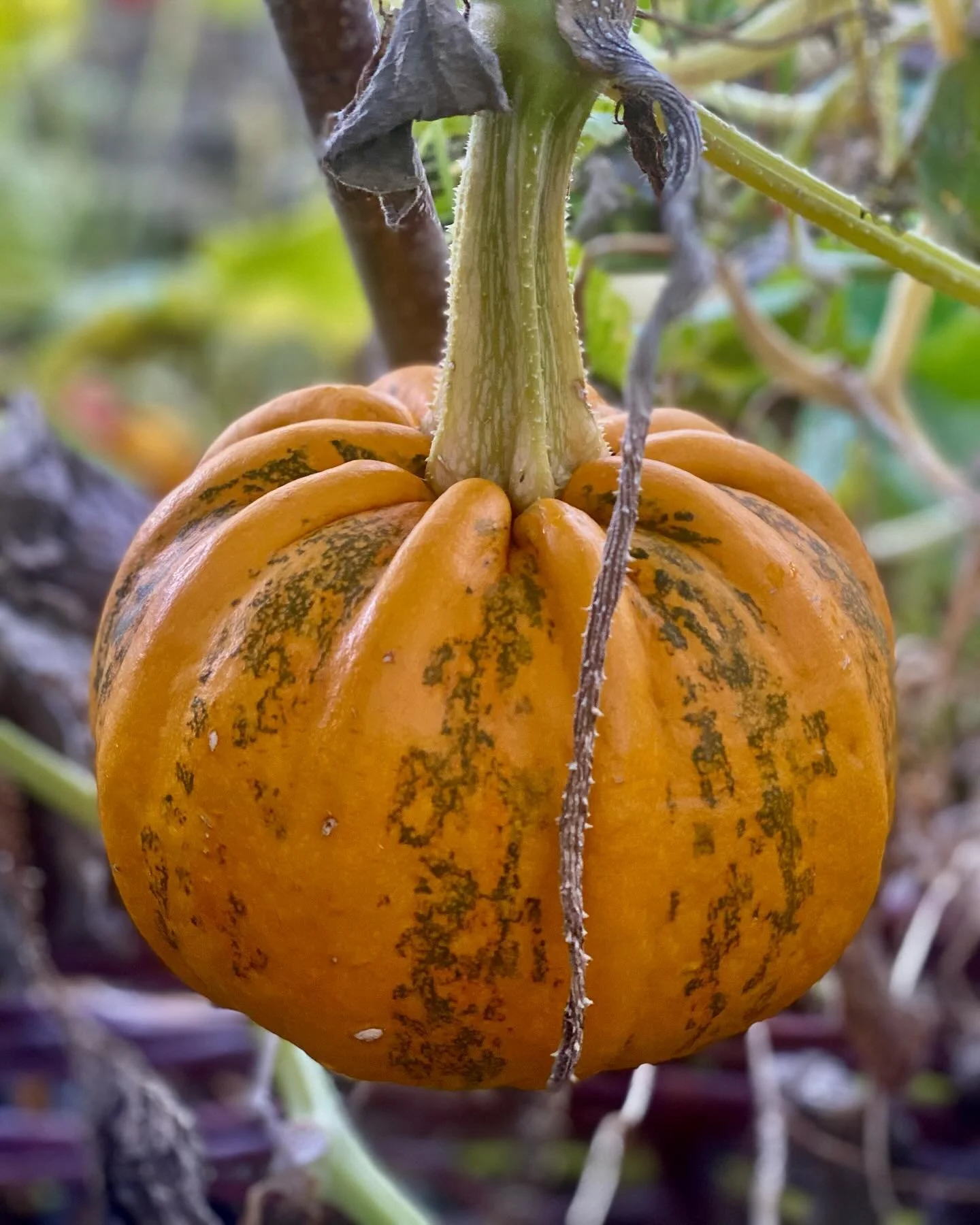 It definitely feels like autumn and everywhere there are signs of the new season with changing colours and that delicious nip in the air.  It&rsquo;s the perfect time to gather some threads and a piece of fabric and join me on October 23 for a free s