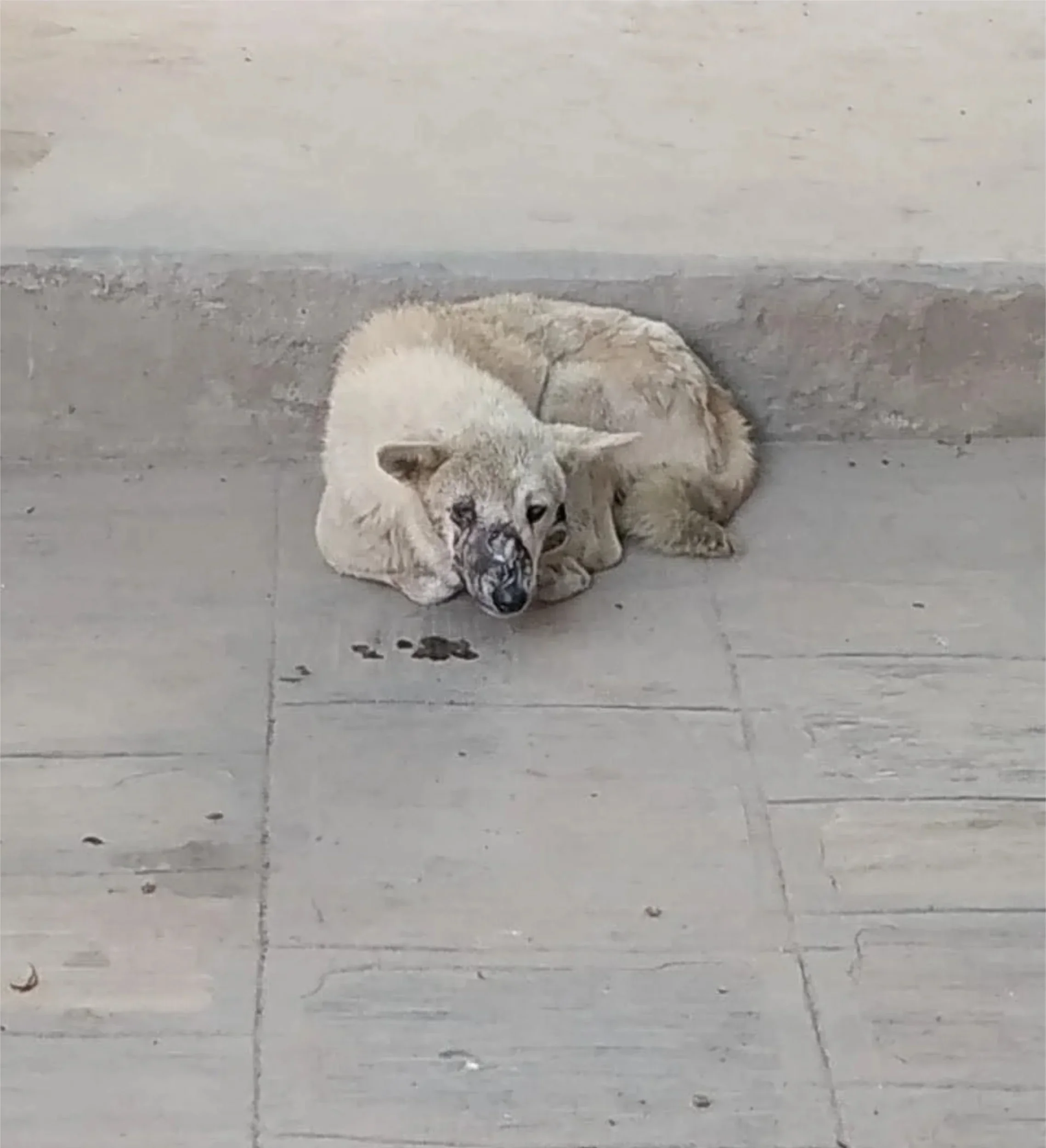Injured street dog