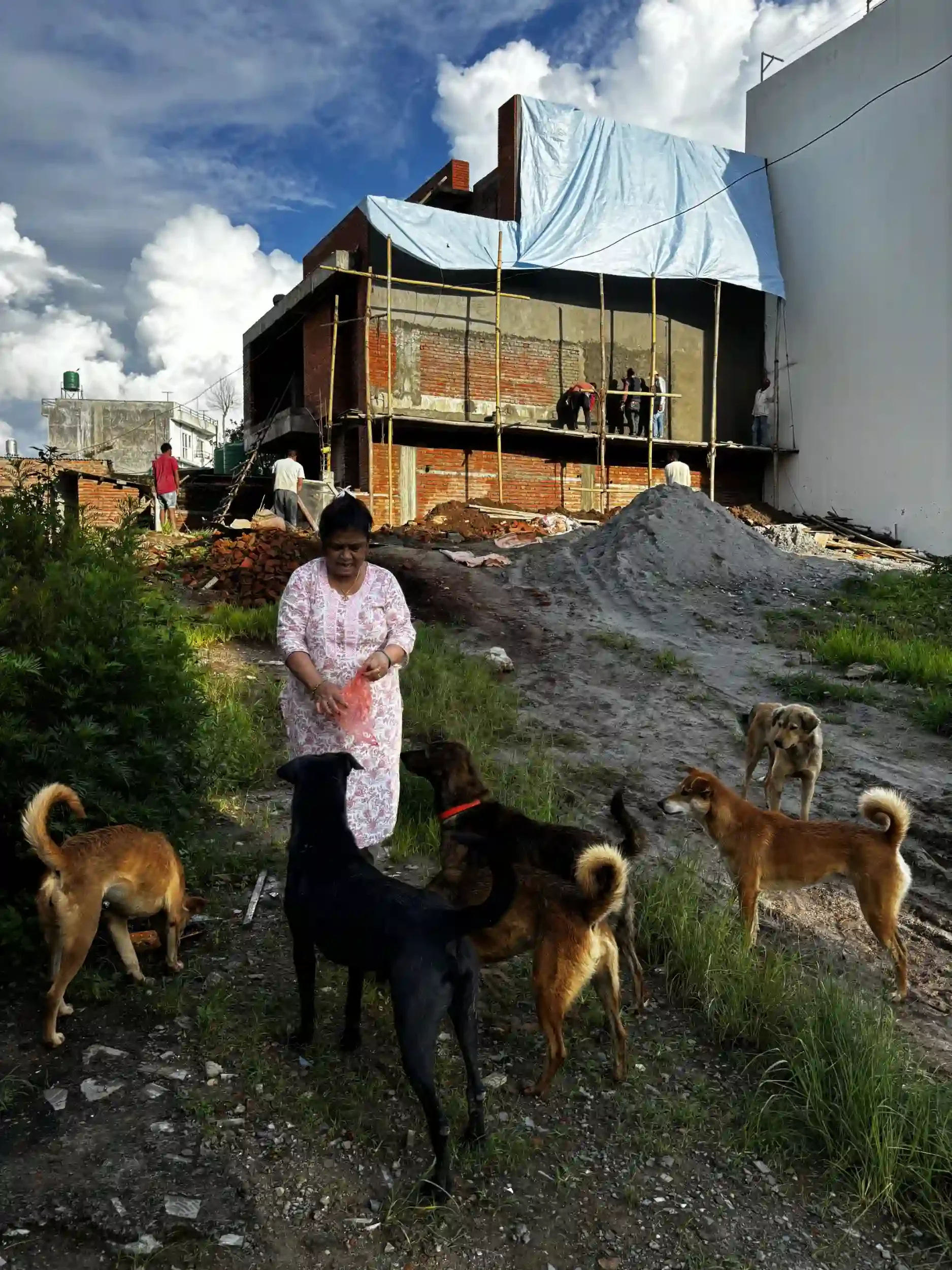 Locals feeding street dogs