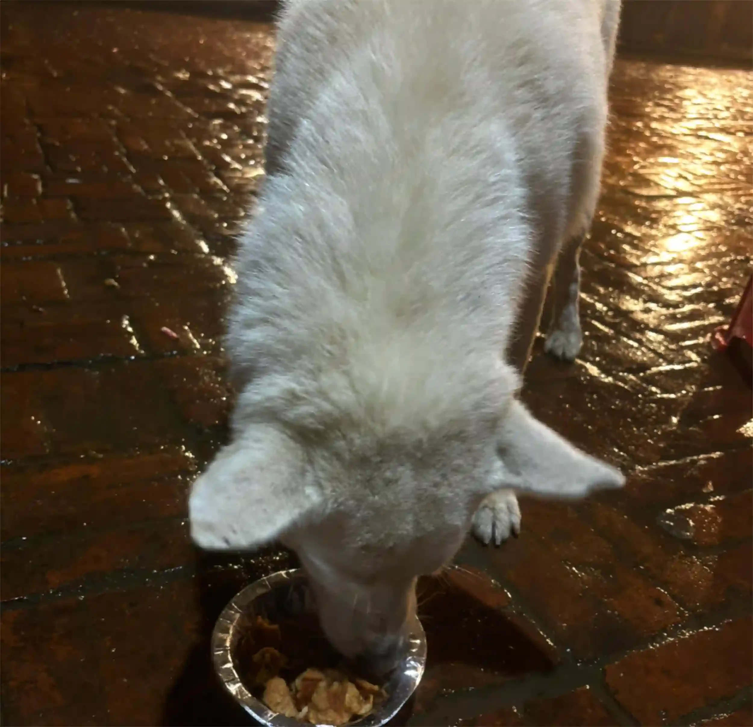 Eating street dog