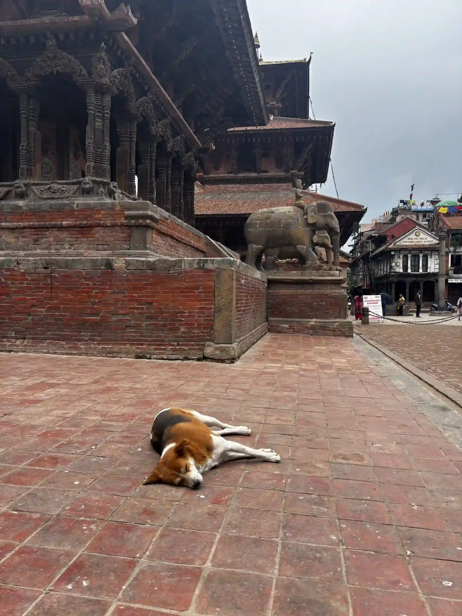 Sleeping street dog
