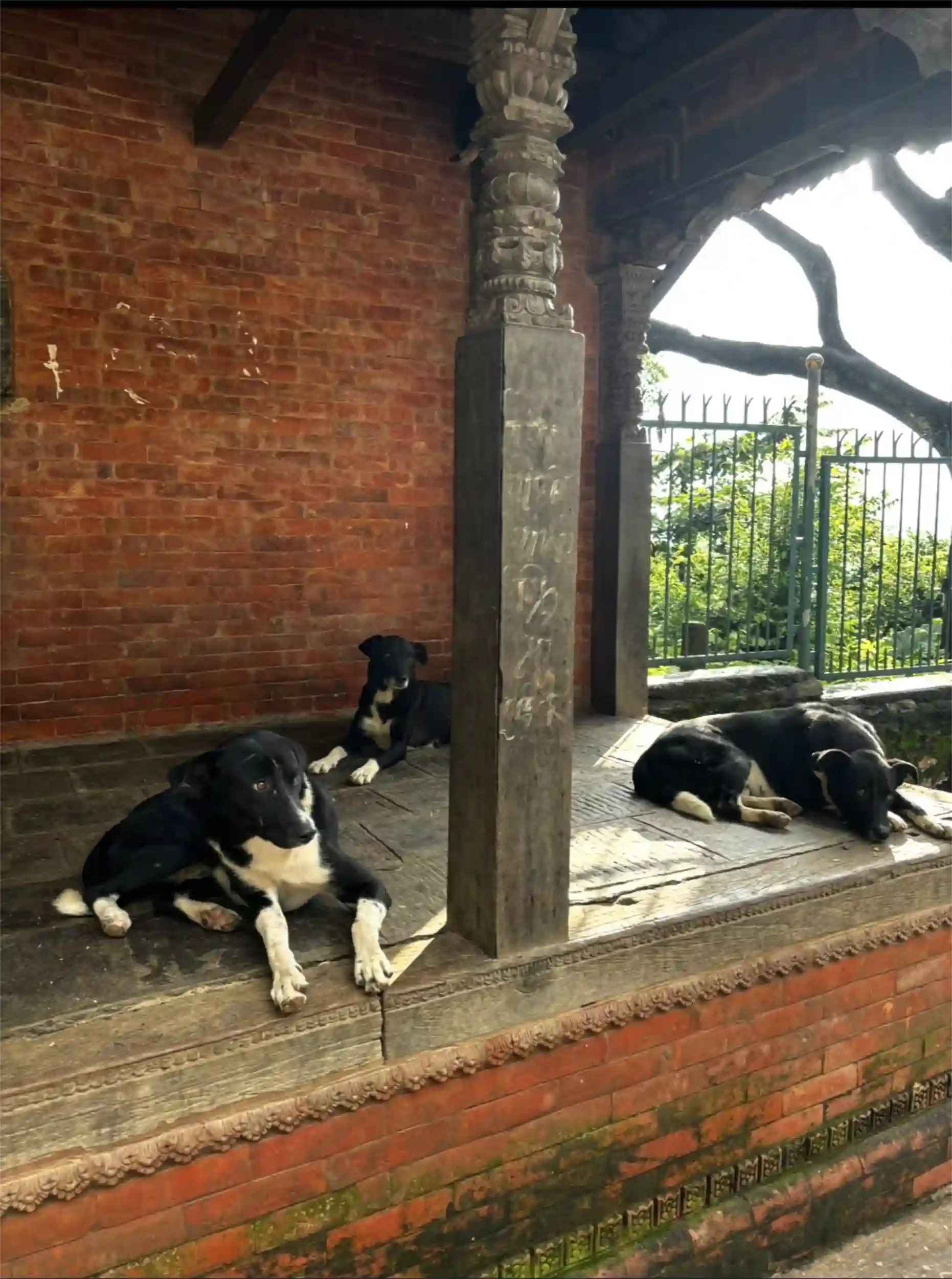 Group of street dogs