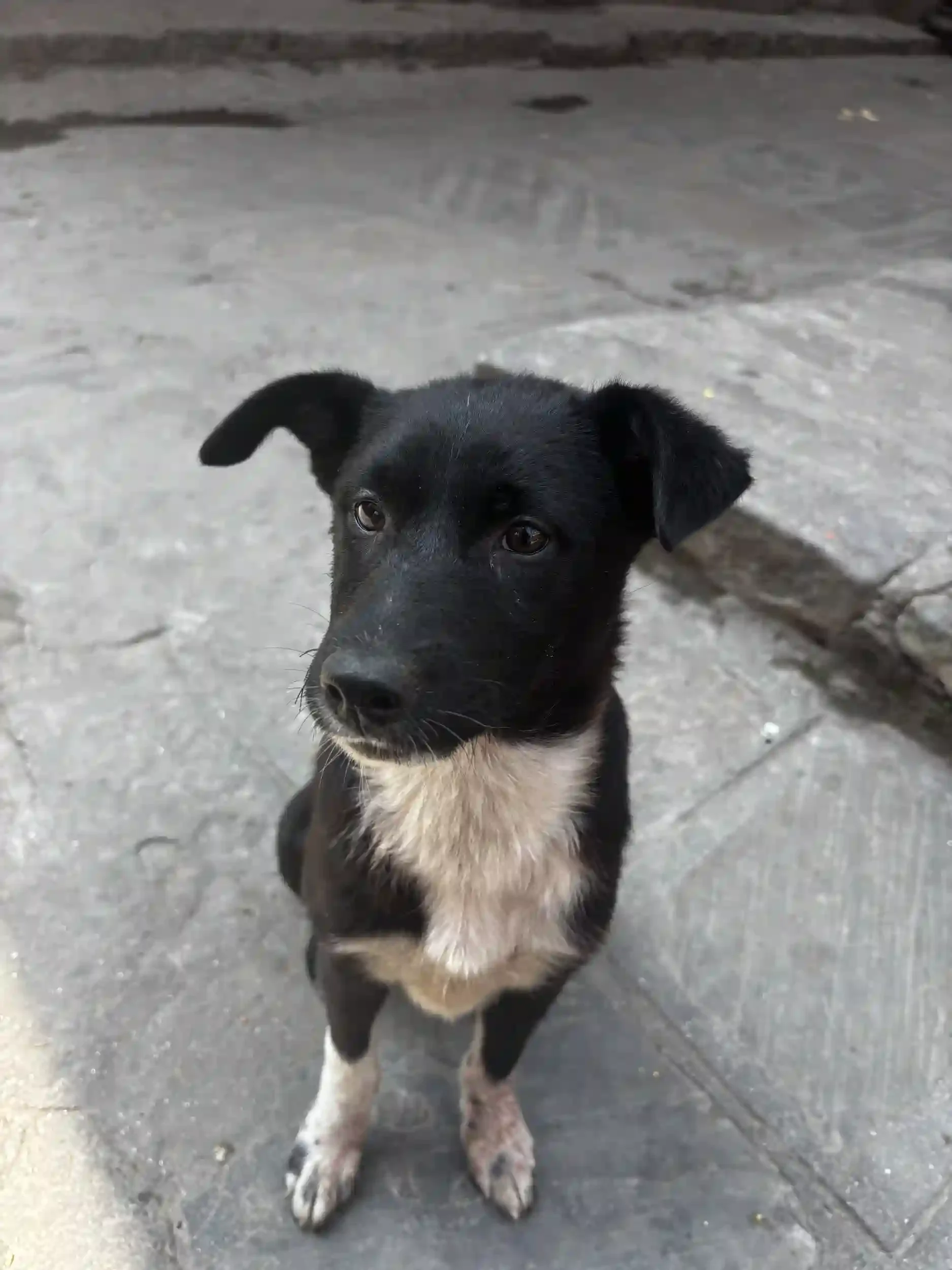 Street dog