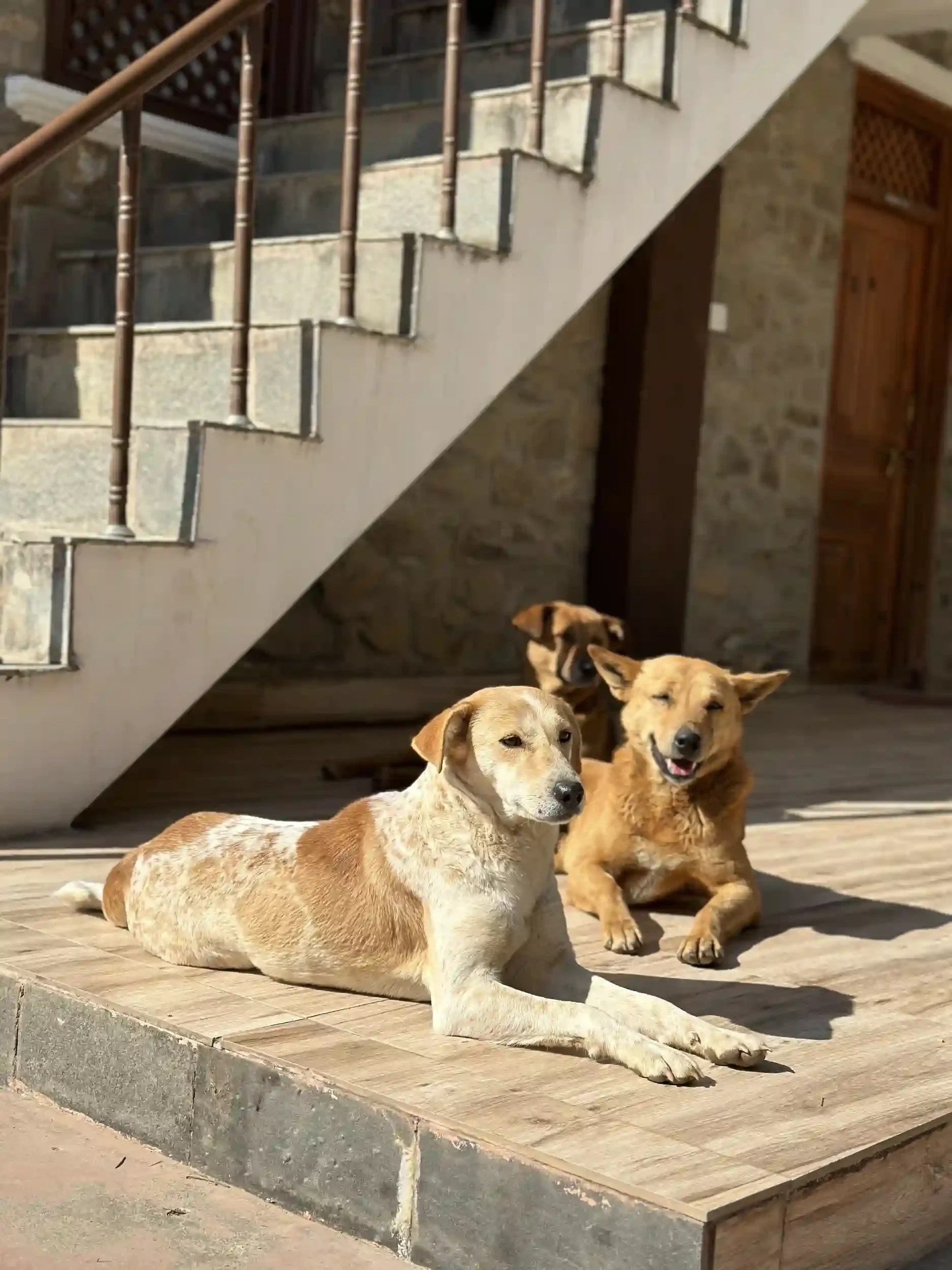 Group of street dogs