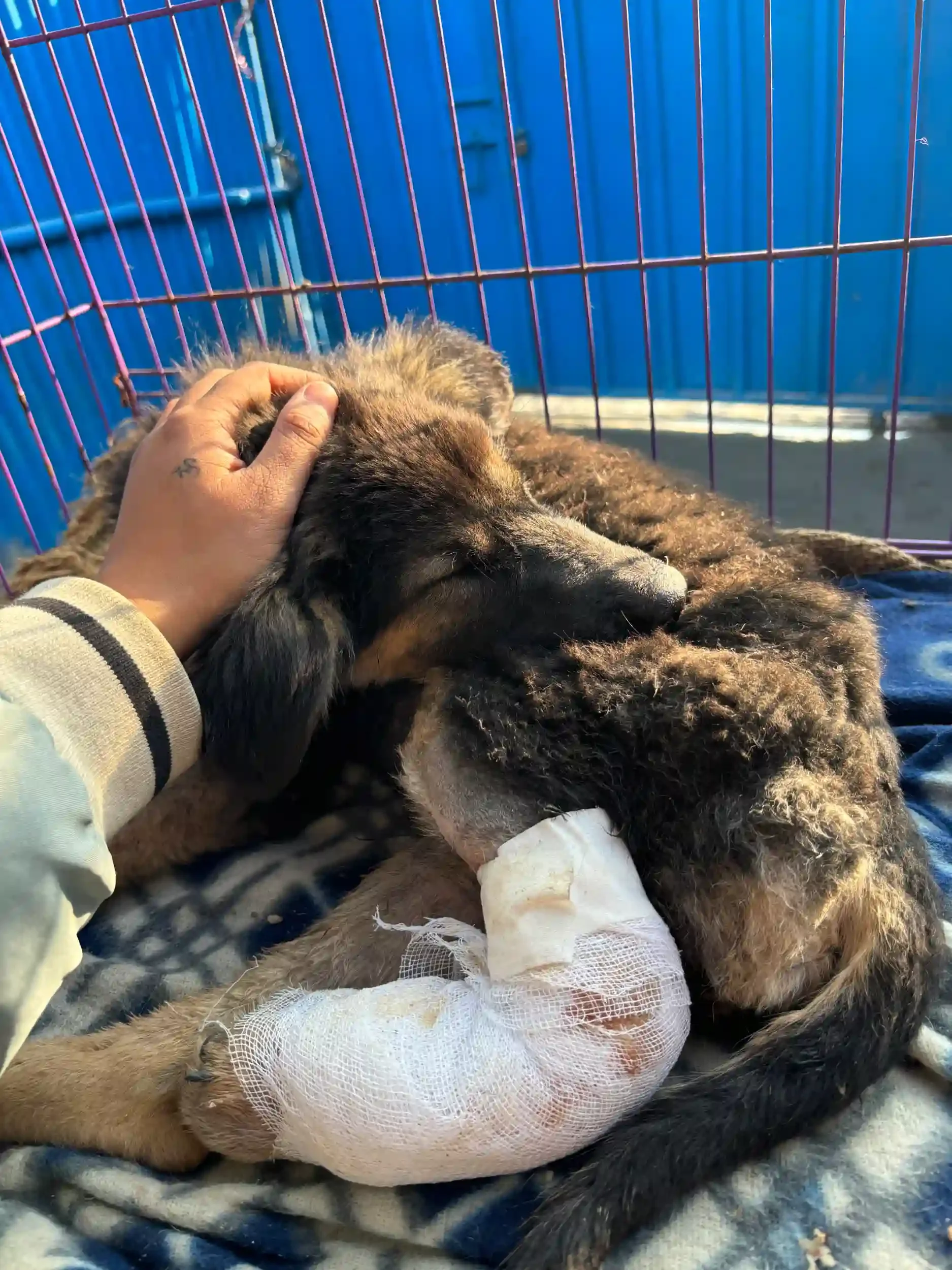 Injured street dog