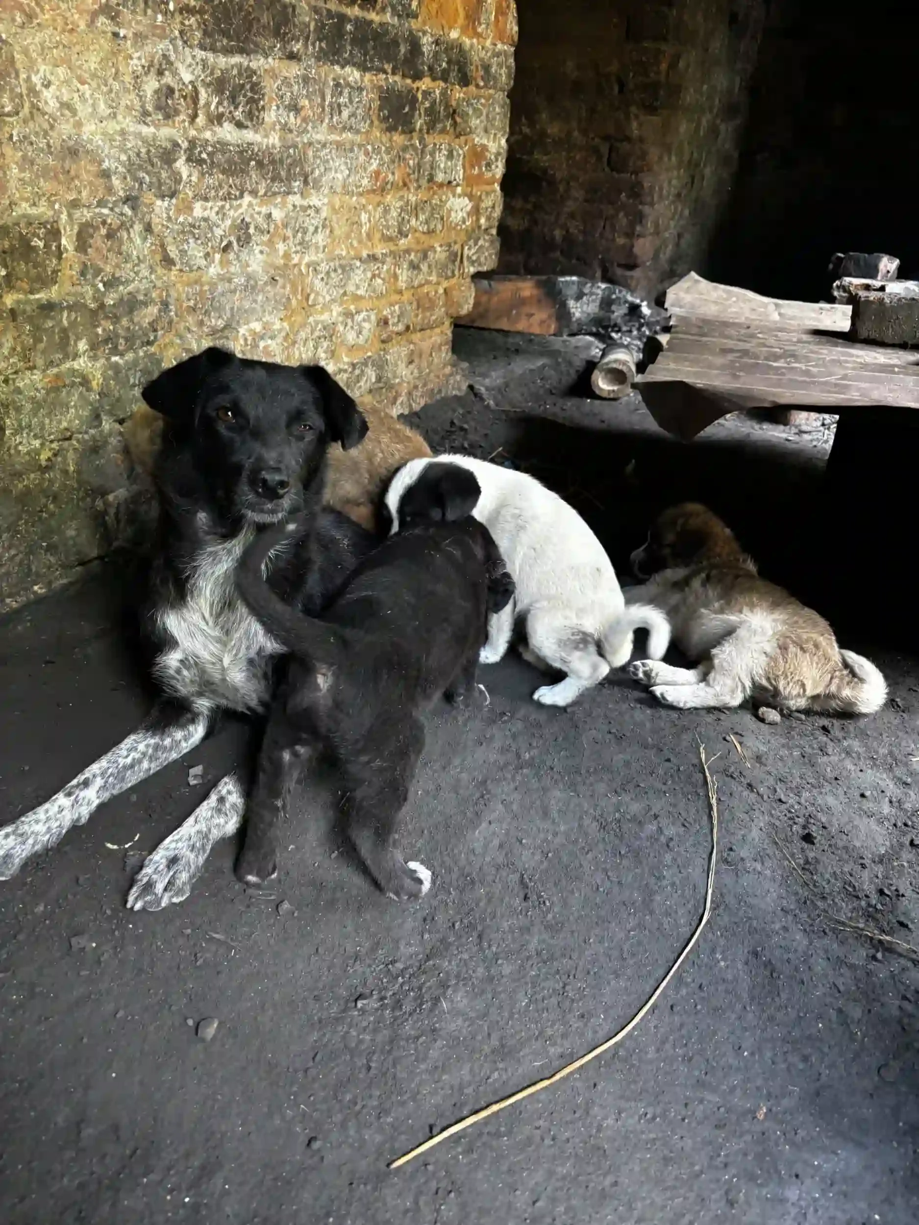 Street dog and its puppies