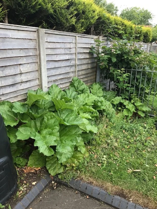 Veggie and Fruit Border 1.jpg