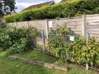 Fruit Bushes 1.jpg