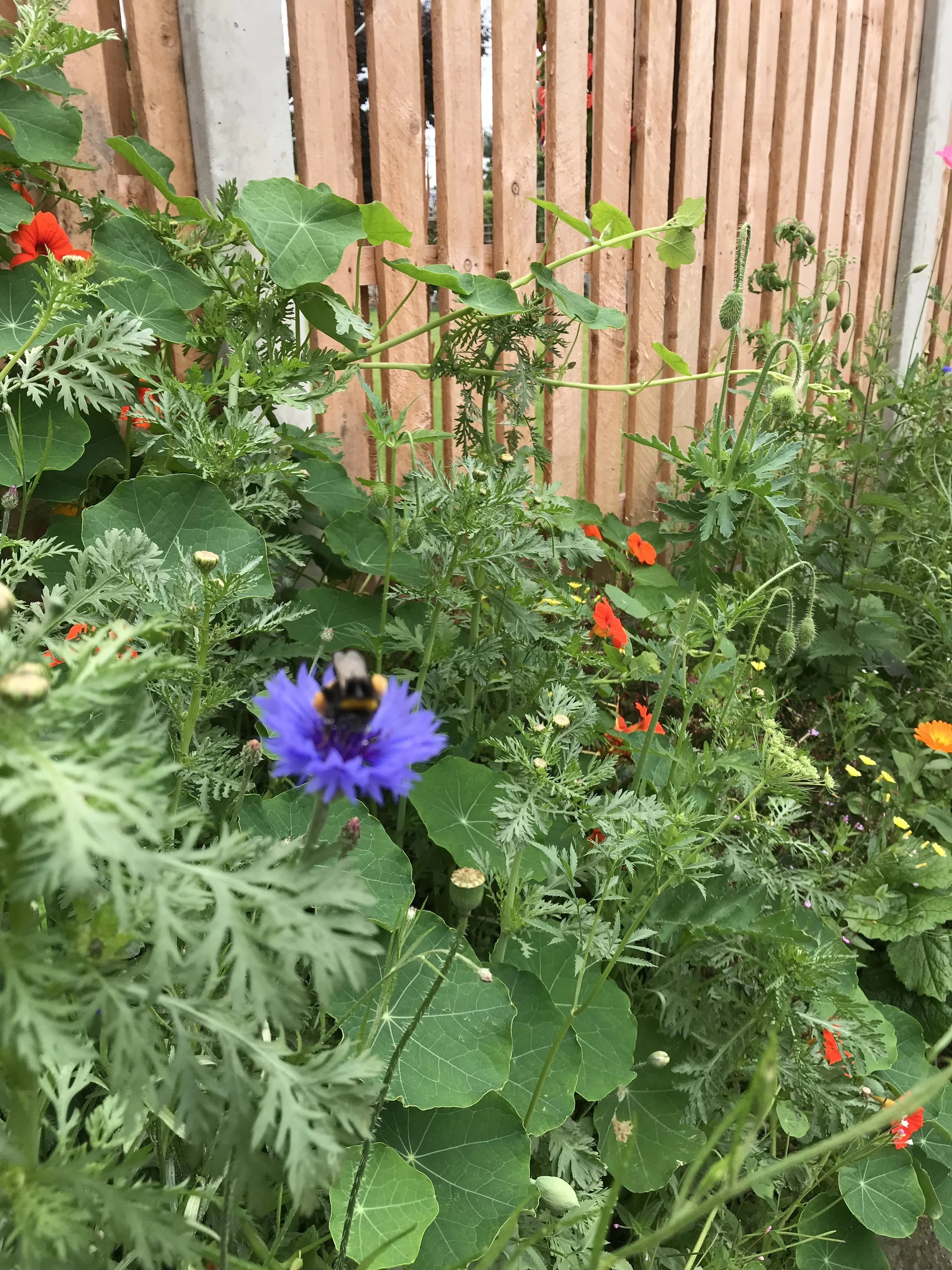 Wildflower Border 4.jpeg