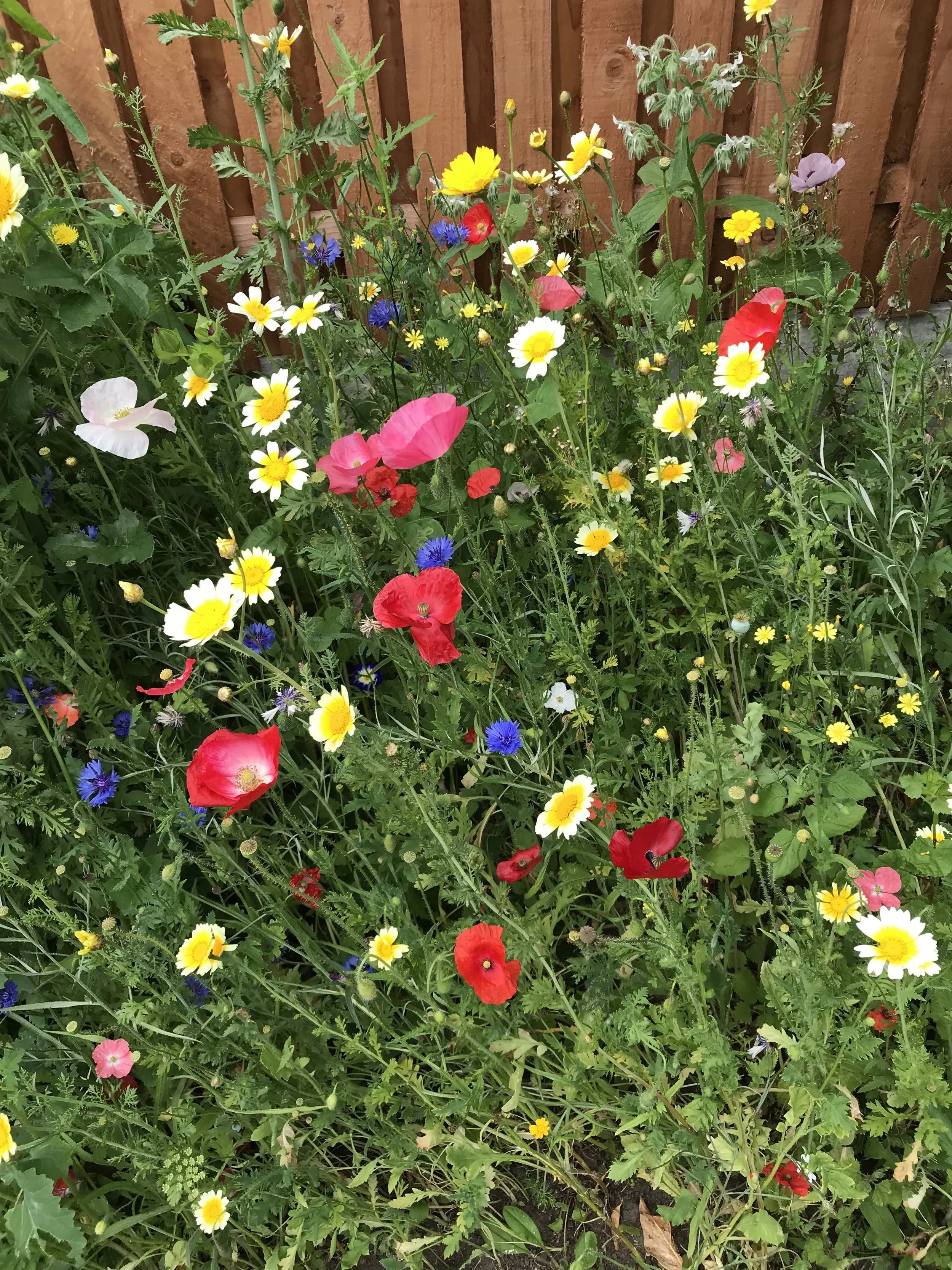 Wildflower Border 1.jpeg