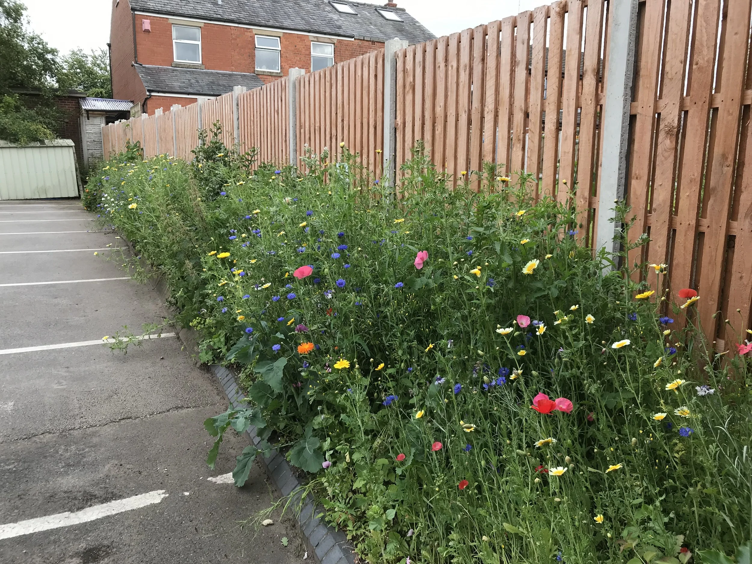 Wildflower Border 2.jpeg