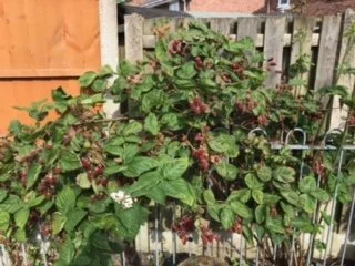 Fruit Bushes 2.jpg