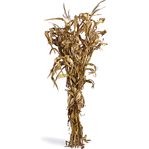 CORNSTALKS