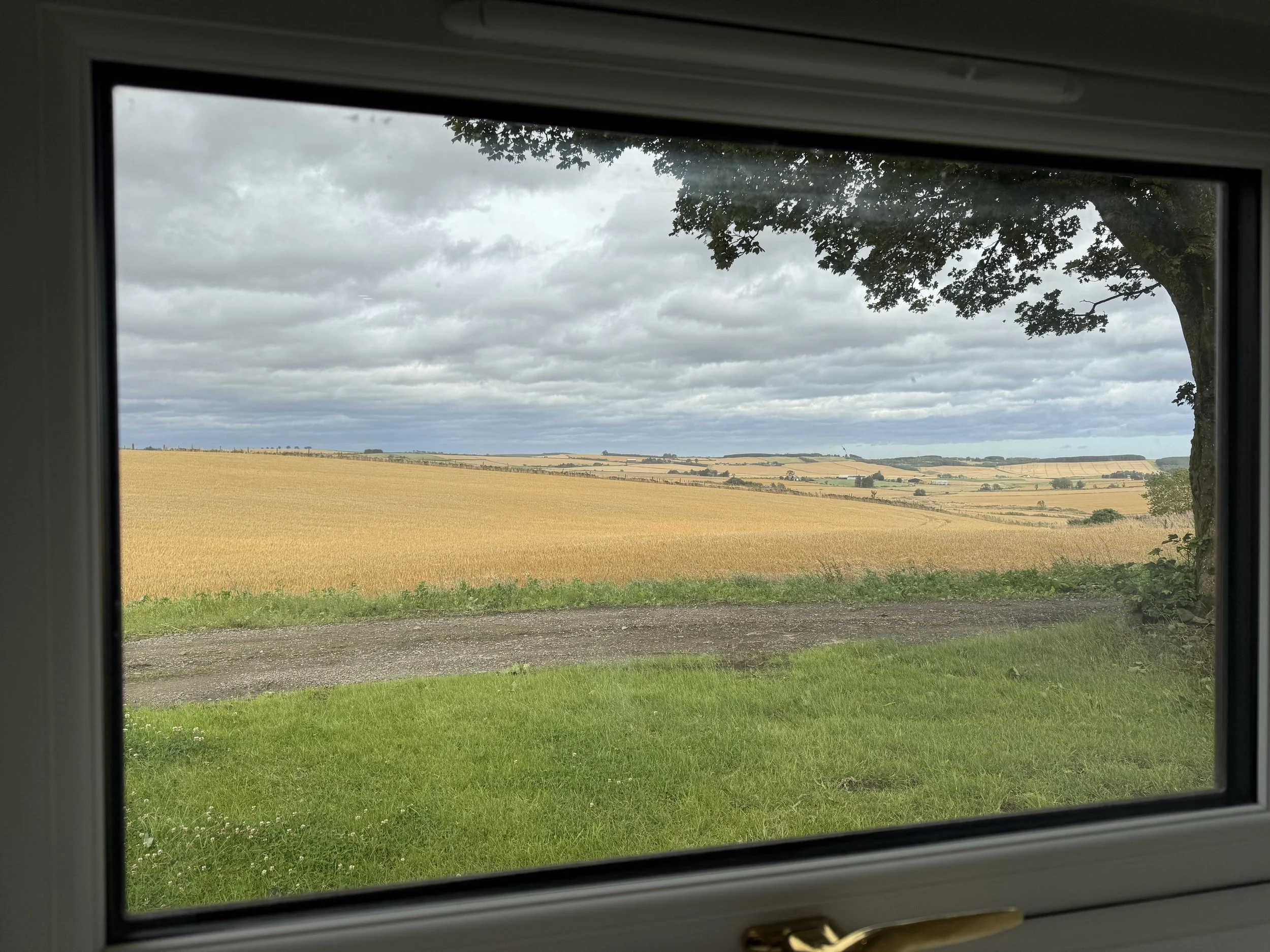 View of a rural landscape through a window, showing a large grassy yard, a dirt path, fields of wheat or barley, and a tree with overhanging branches under a cloudy sky.