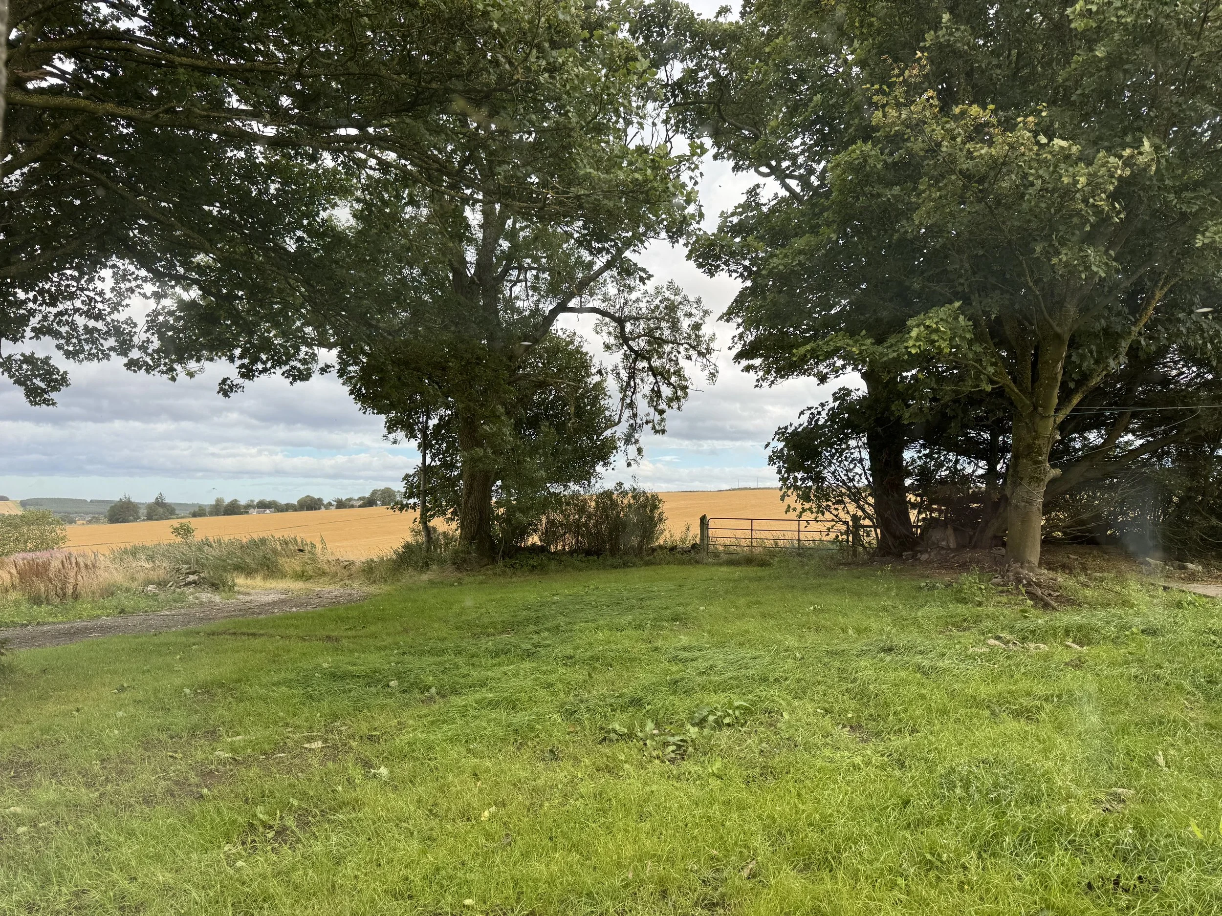 A grassy area with trees and a fence overlooking a field of wheat under a cloudy sky.