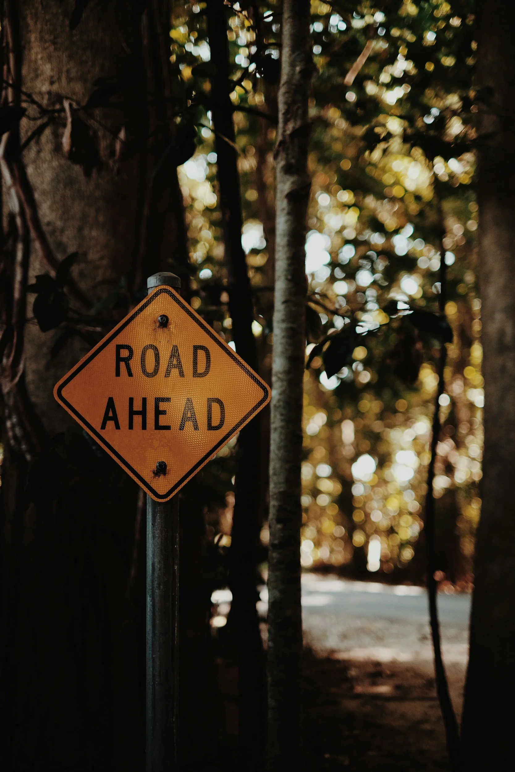 Trees and a road sign that says ROAD AHEAD