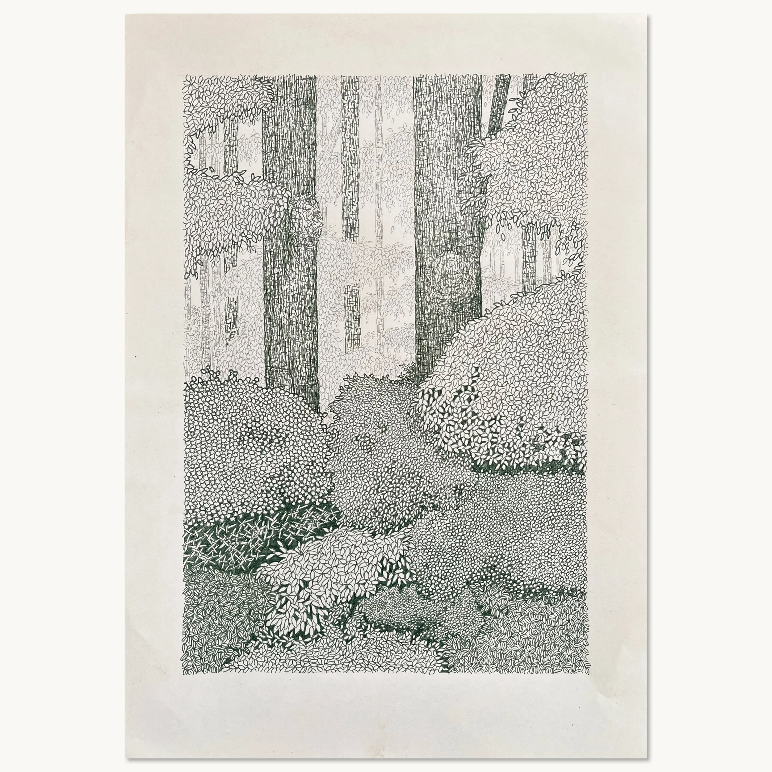 Tegning af skovbund og trætop. Mørkegrøn tusch på A3 papir.